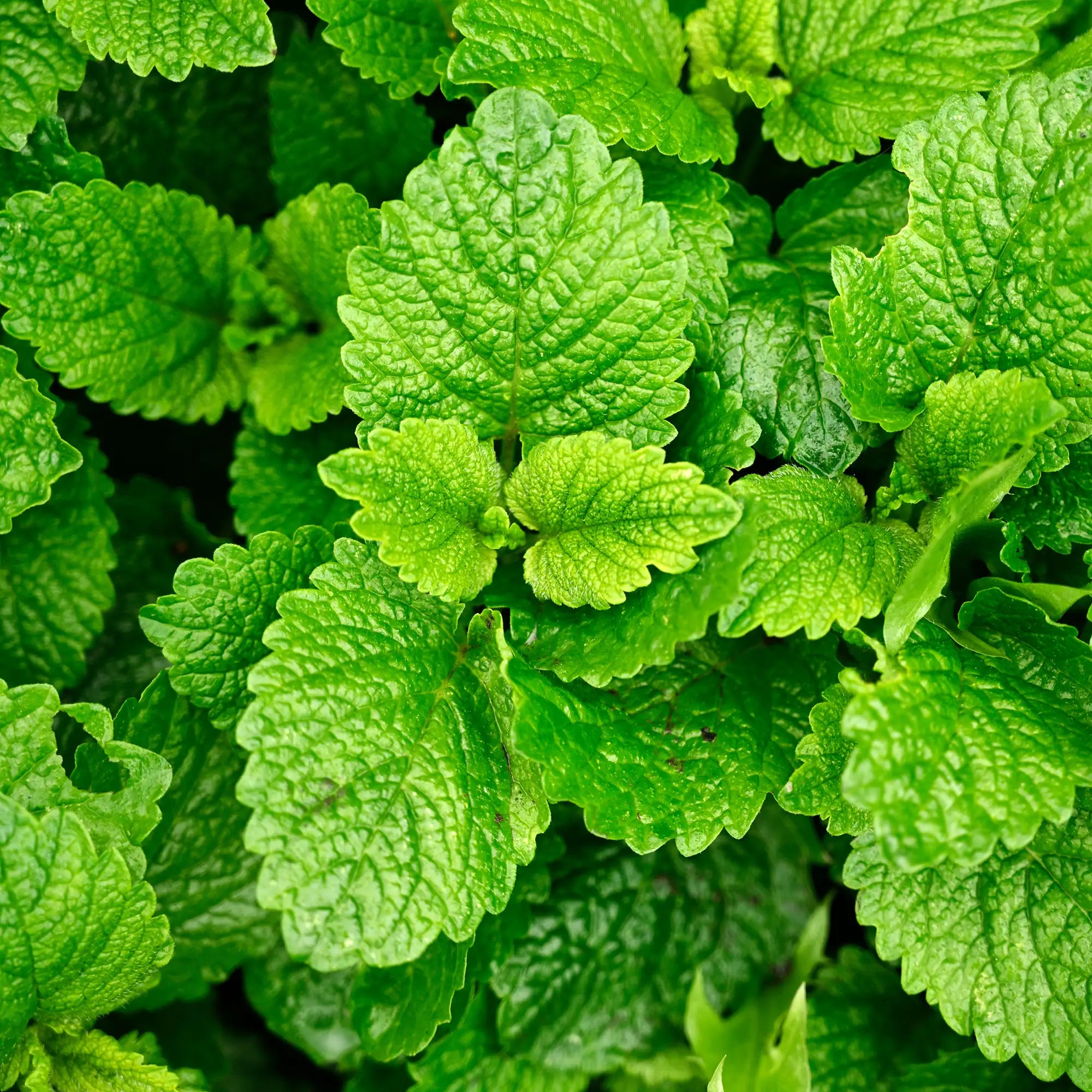 Close-up of green lemon balm herb planted