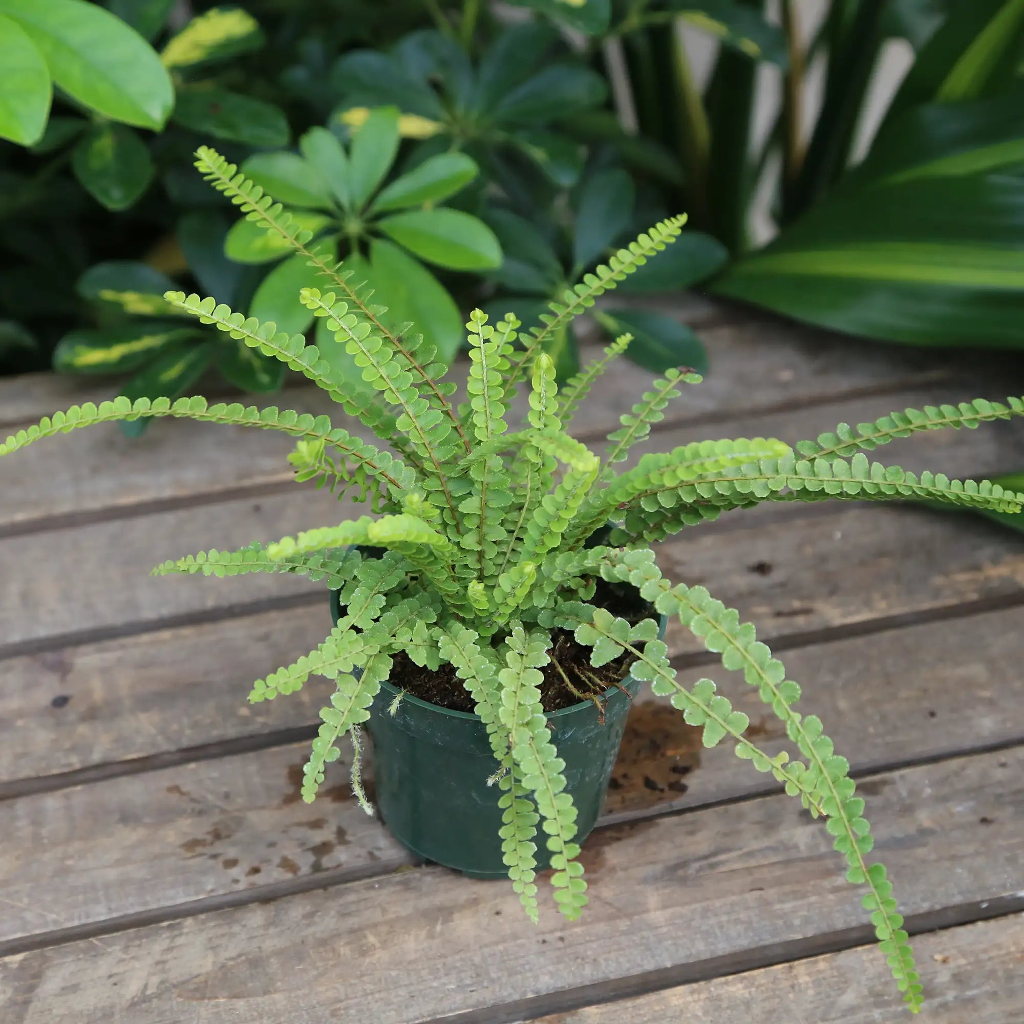 Fern 'Lemon Button'