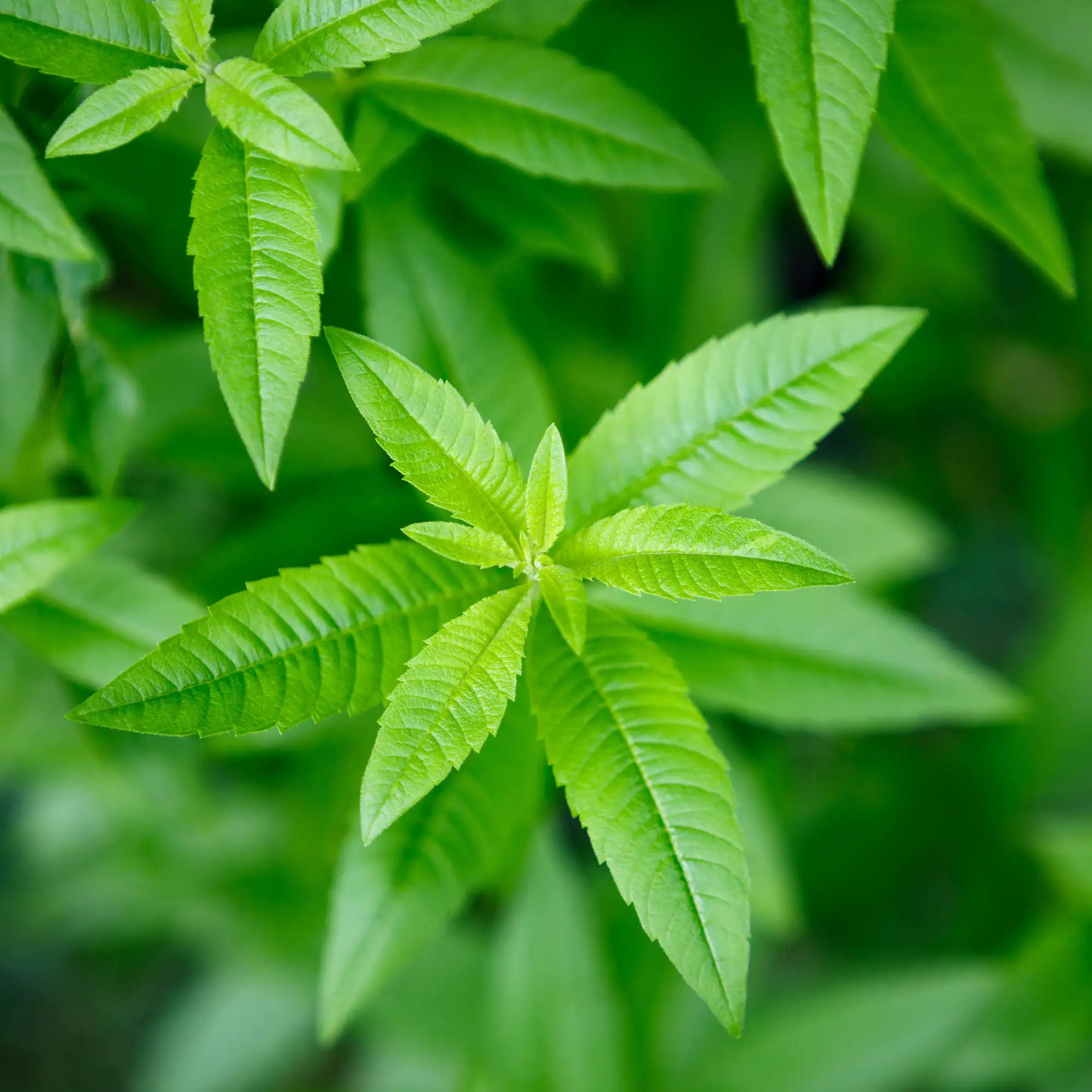 Close-up of green leaves of lemon verbena herb with a blurred green background