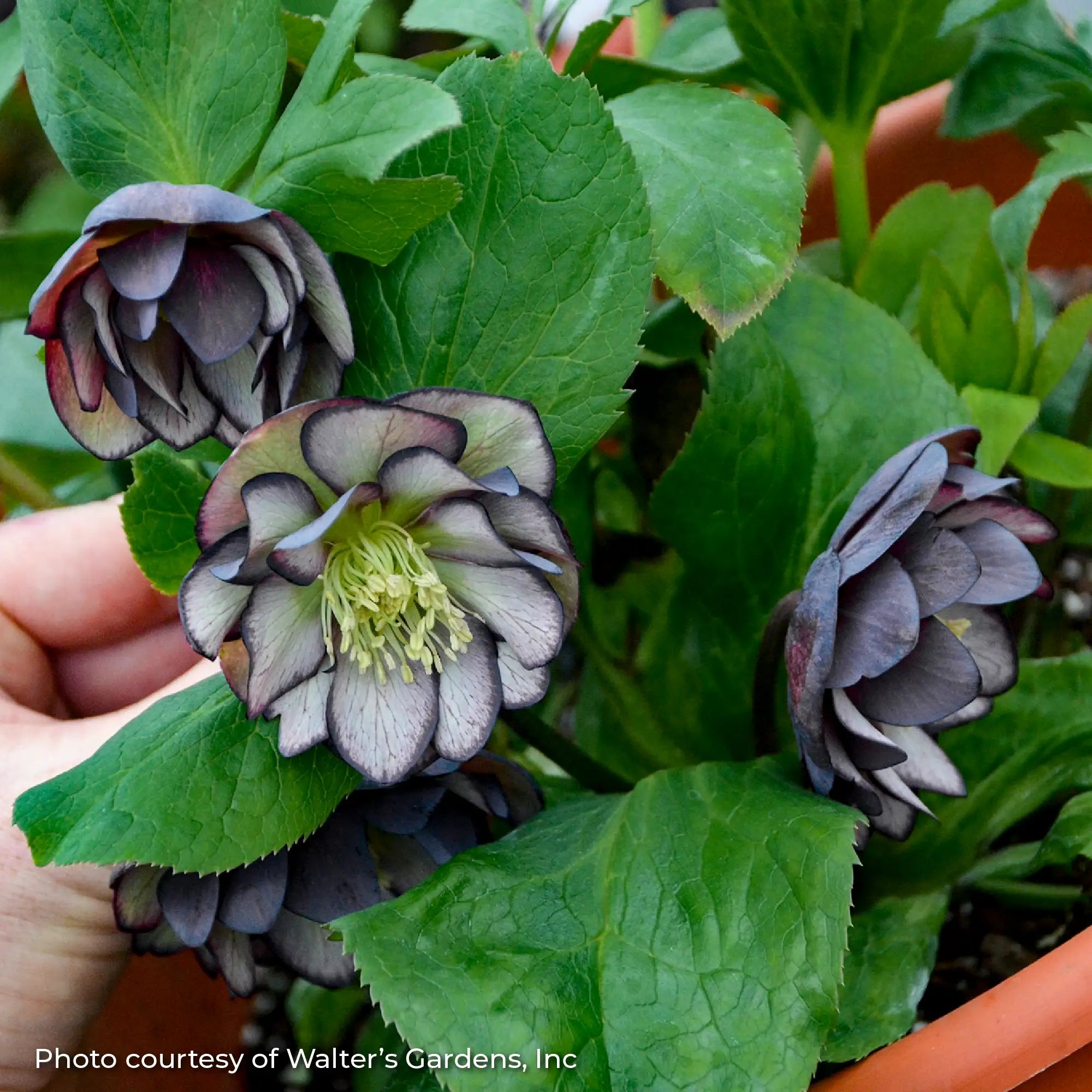 Lenten Rose Wedding Party® 'Black Tie Affair'