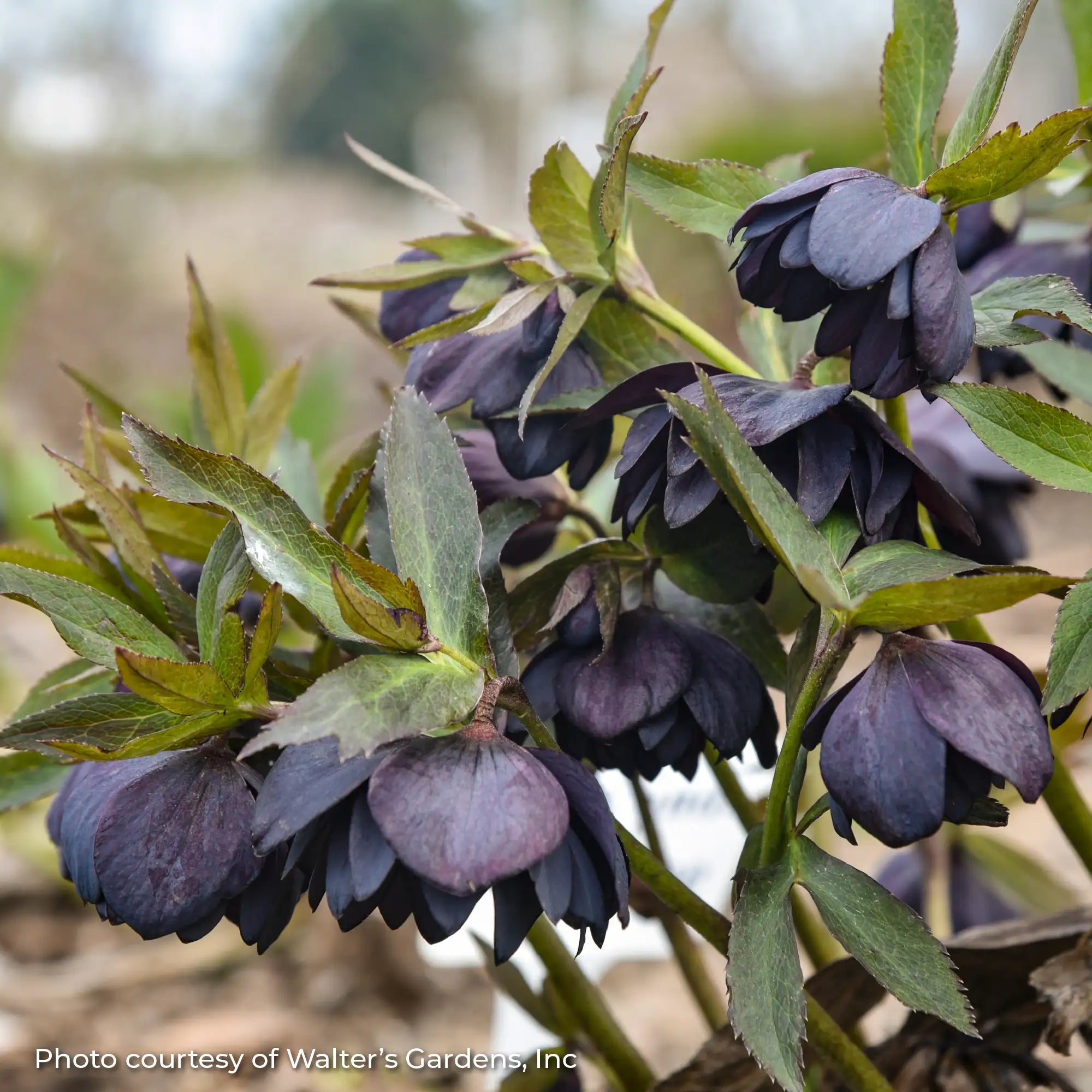 Lenten Rose Wedding Party® 'Dark and Handsome'