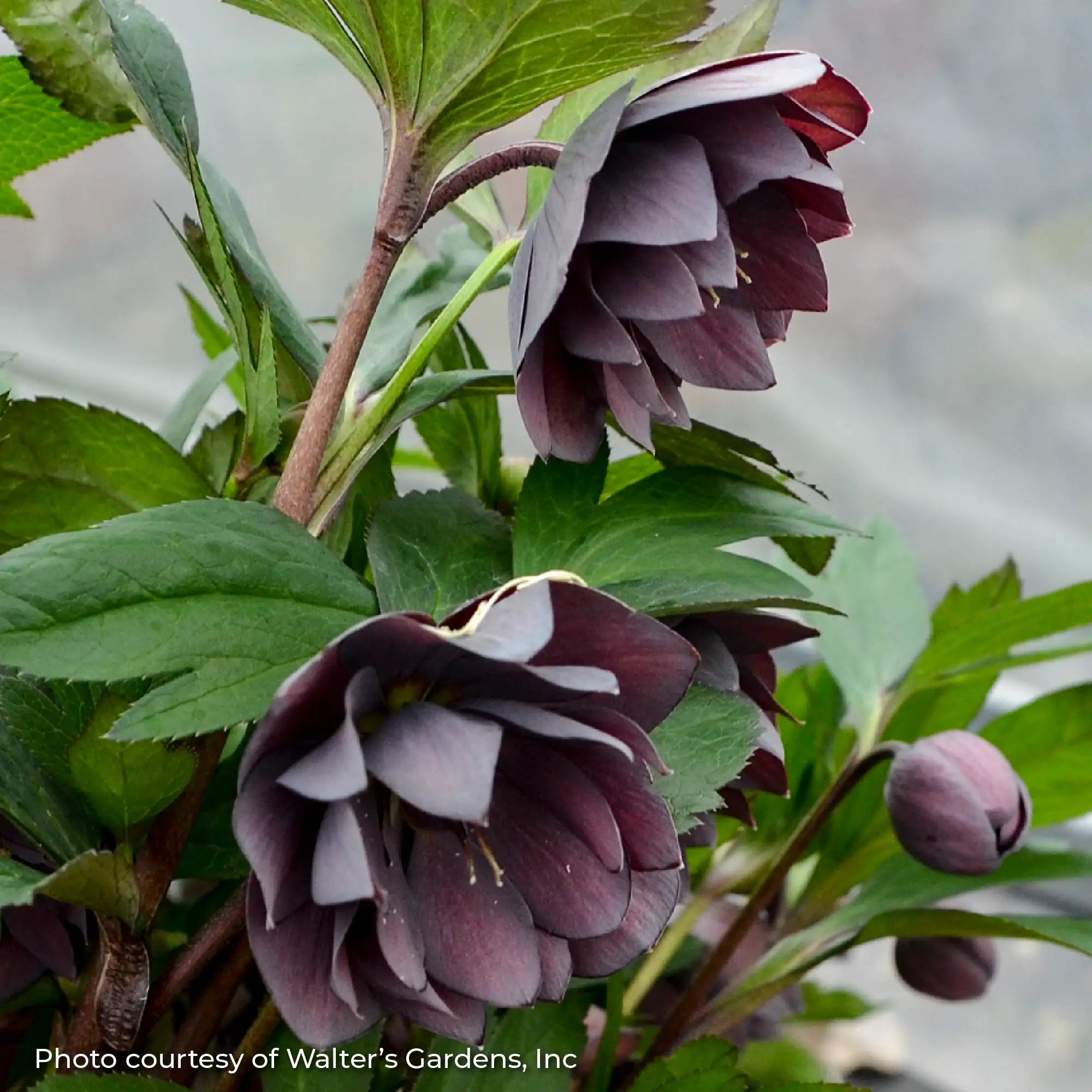 Lenten Rose Wedding Party® 'Dashing Groomsmen'