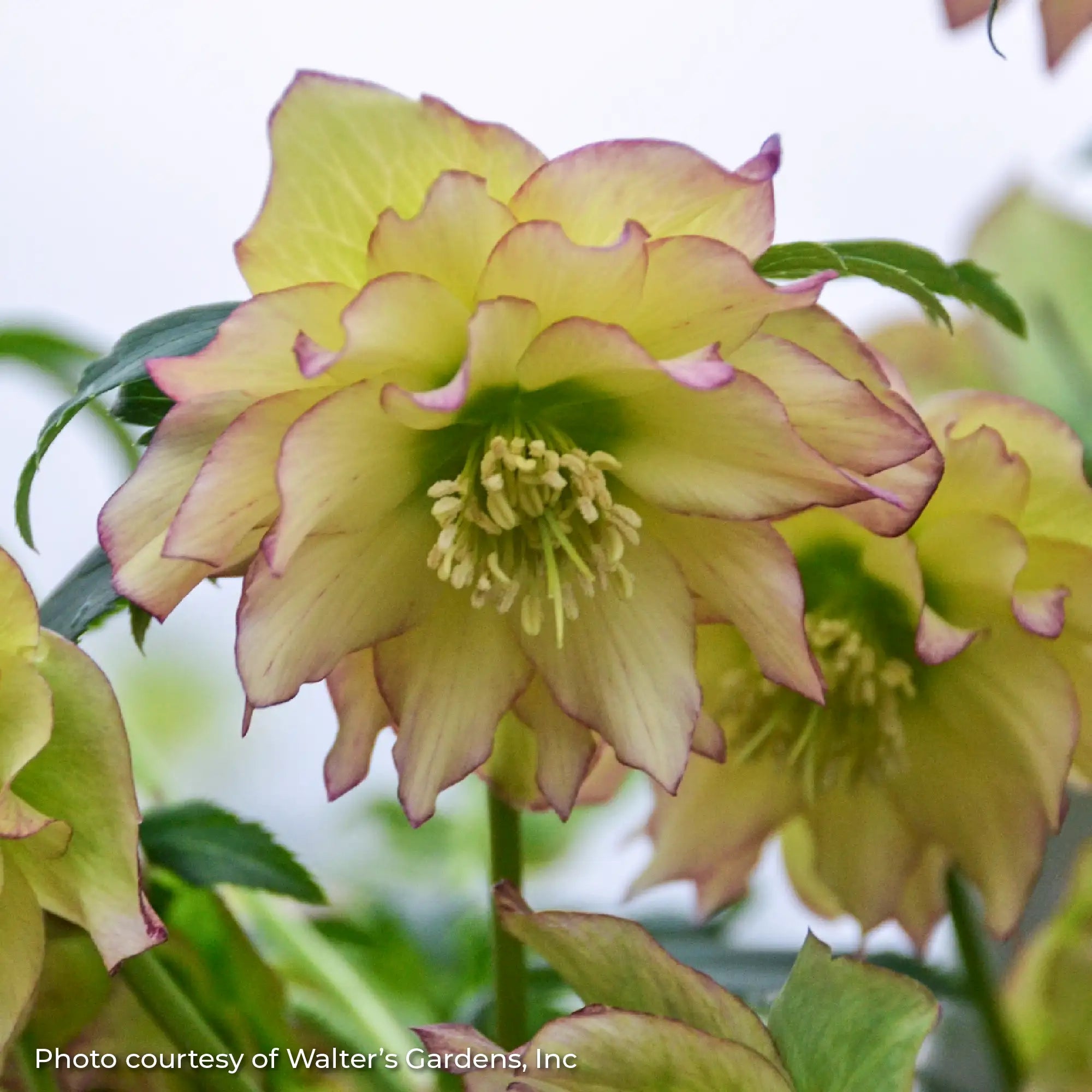 Lenten Rose Wedding Party® 'First Dance'