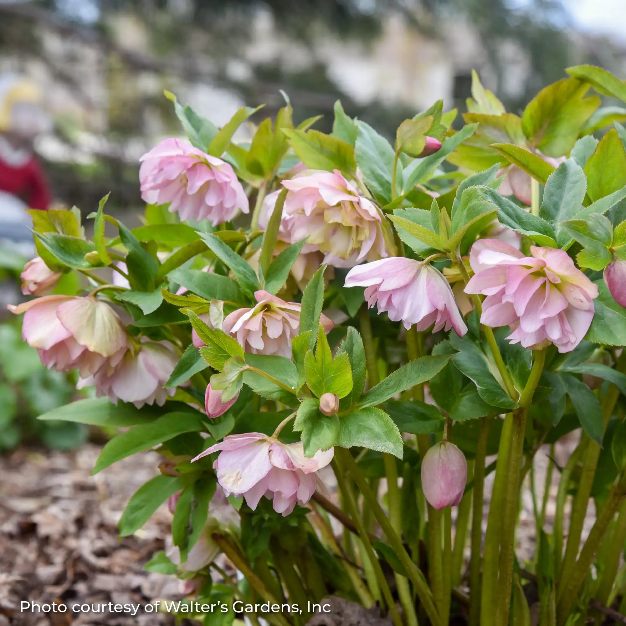 Lenten Rose Wedding Party® 'Flower Girl'