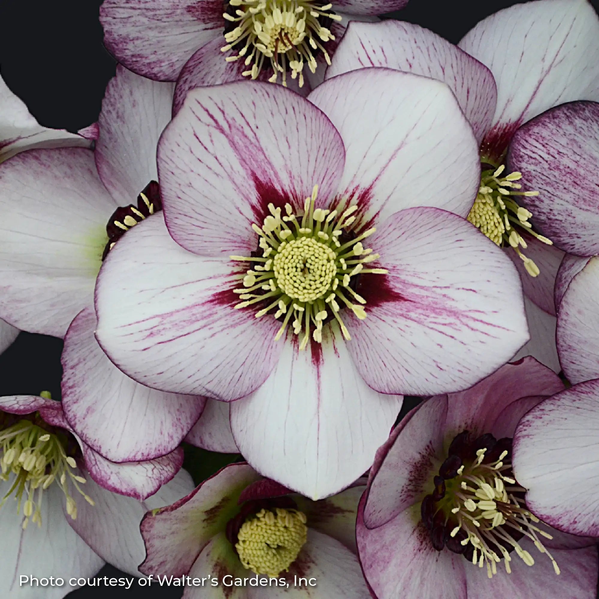Lenten Rose Honeymoon® 'French Kiss'