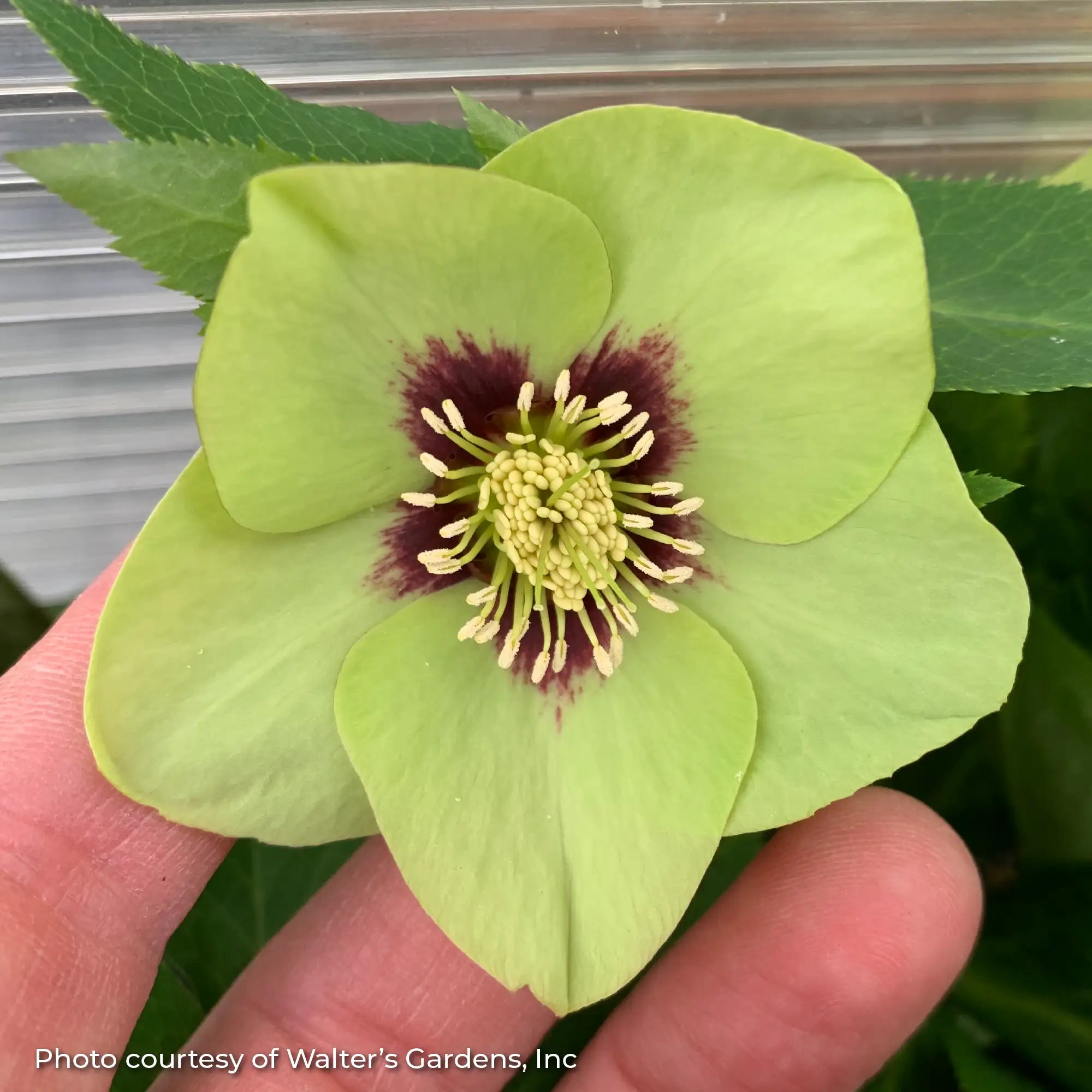 Lenten Rose Honeymoon® 'Irish Luck'