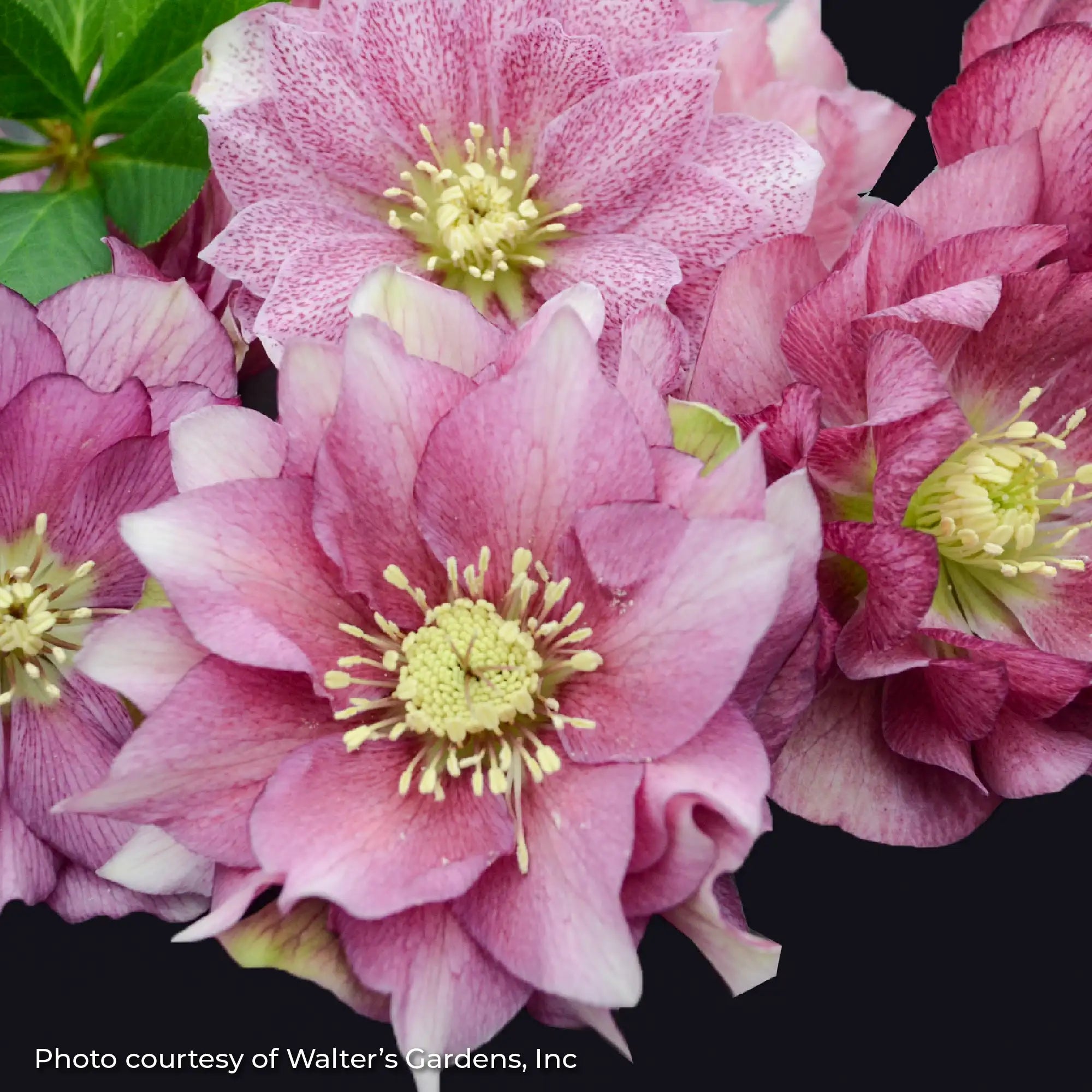 Lenten Rose Wedding Party® 'Maid of Honor'