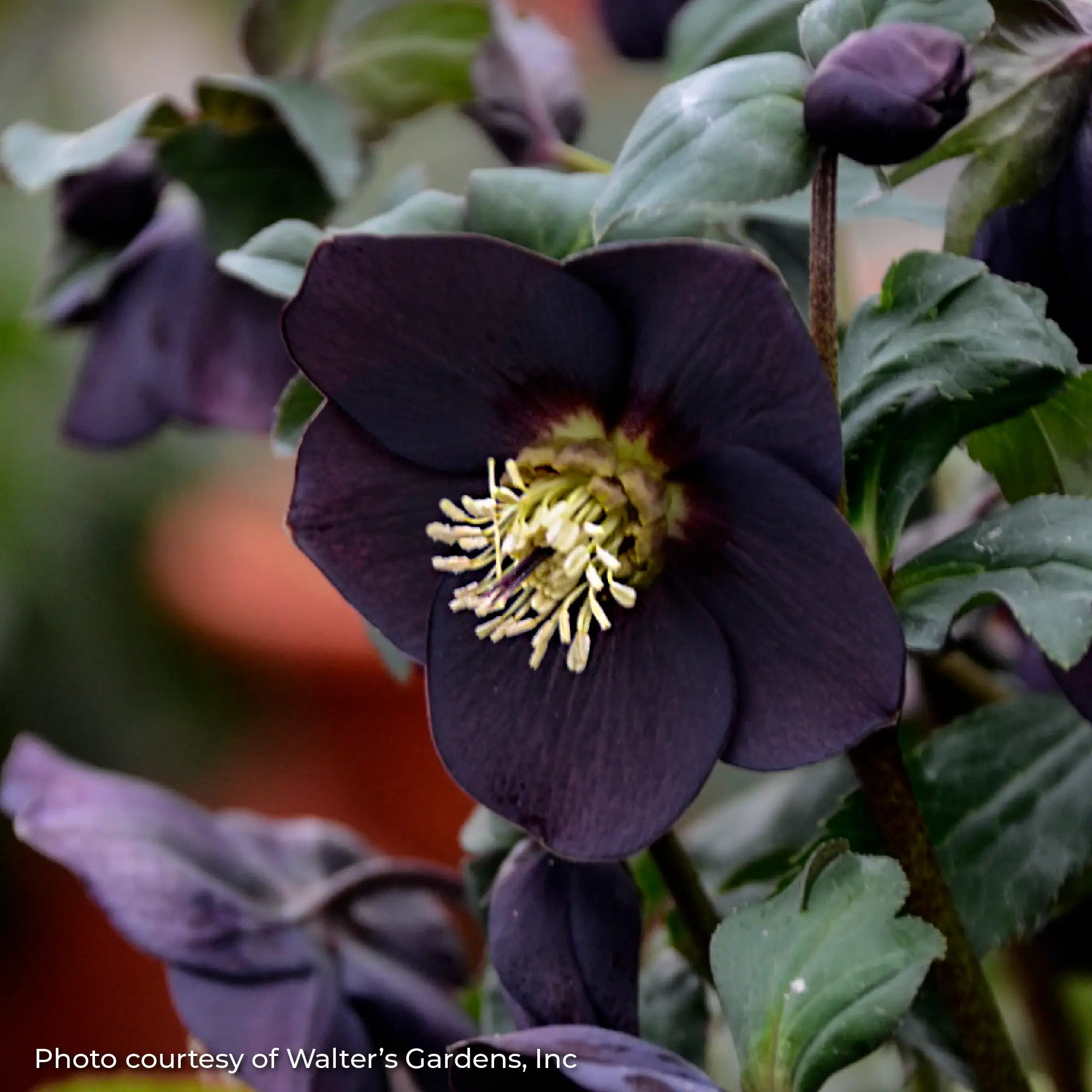 Lenten Rose Honeymoon® 'New York Night'