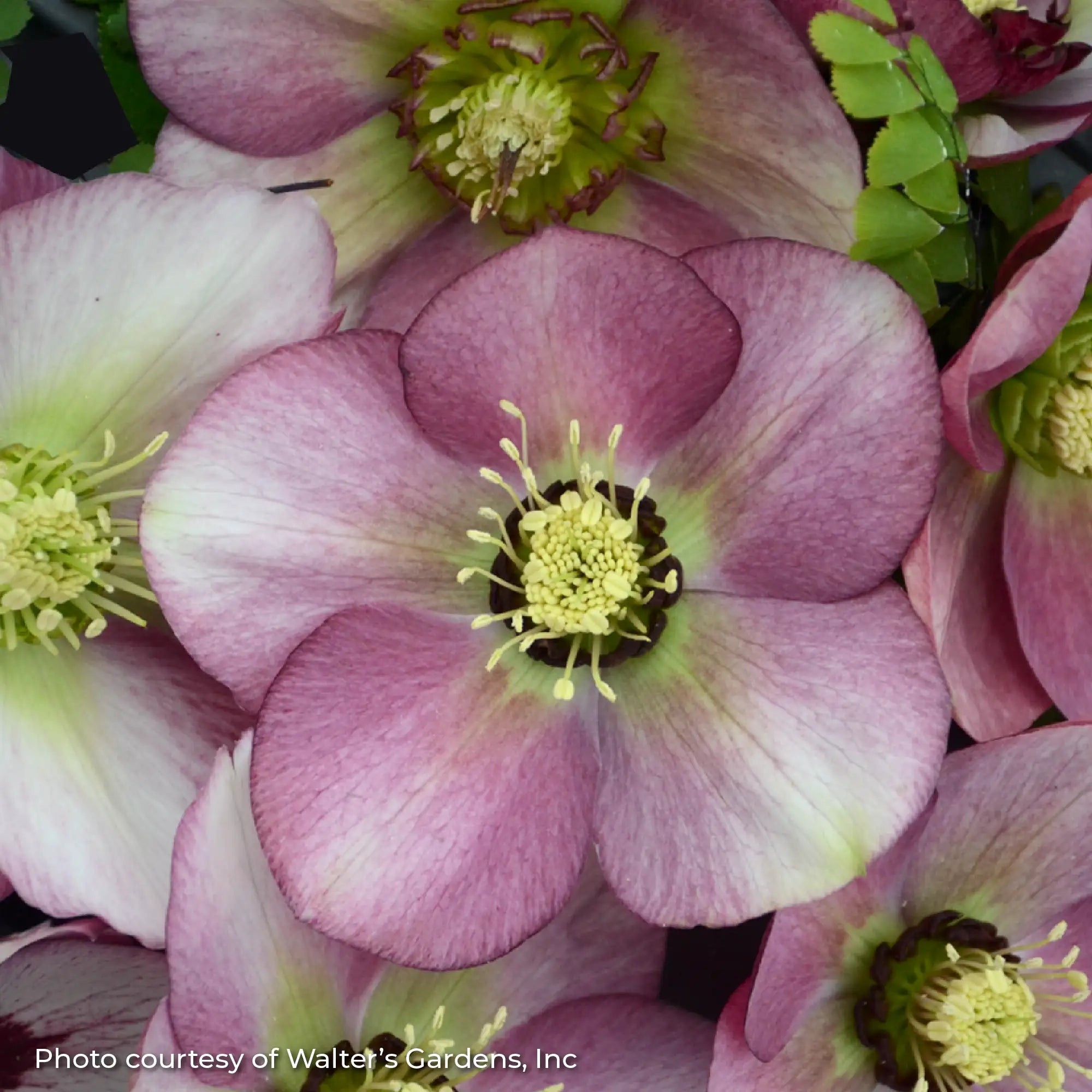 Lenten Rose Honeymoon® 'Paris in Pink'