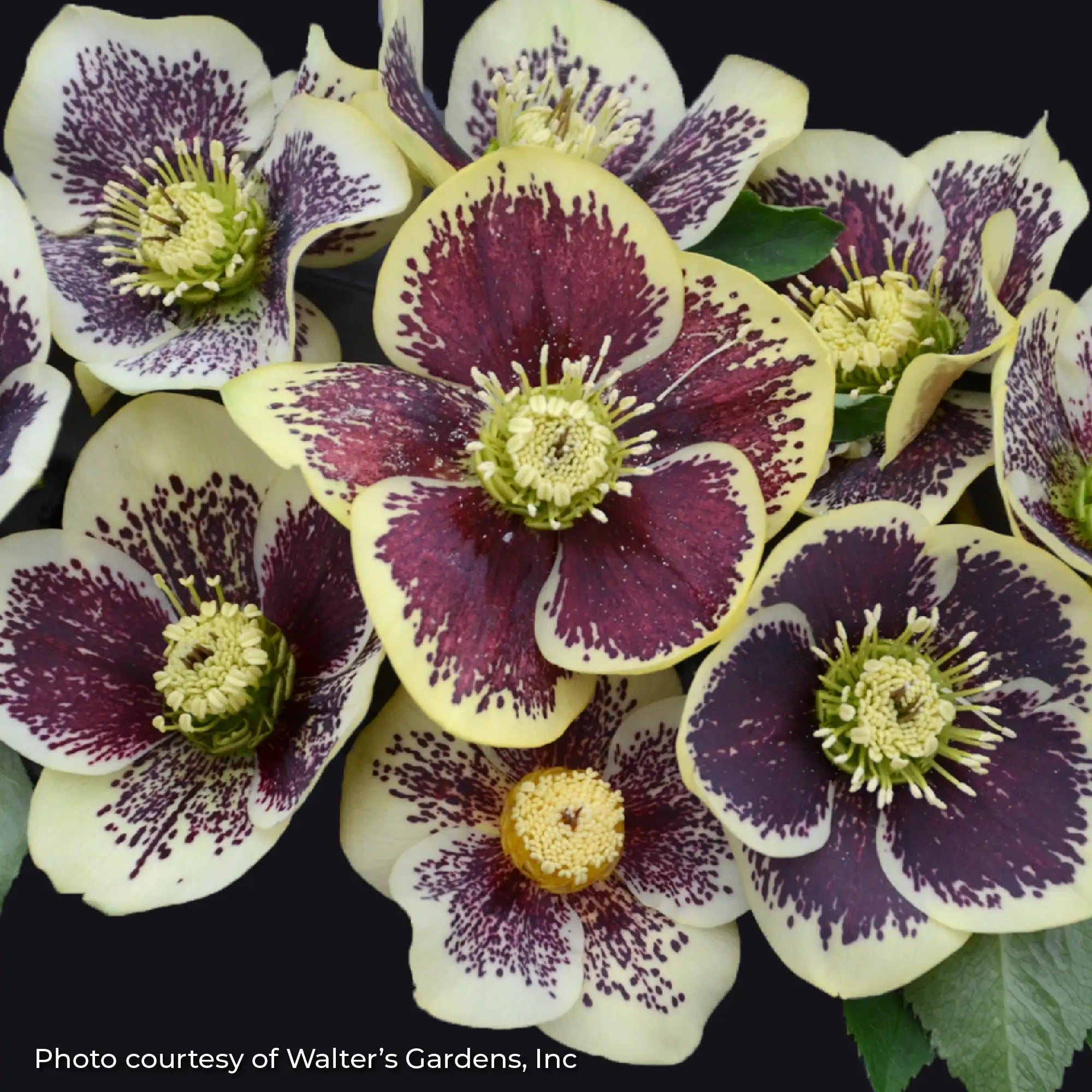 Lenten Rose Honeymoon® 'Rio Carnival'