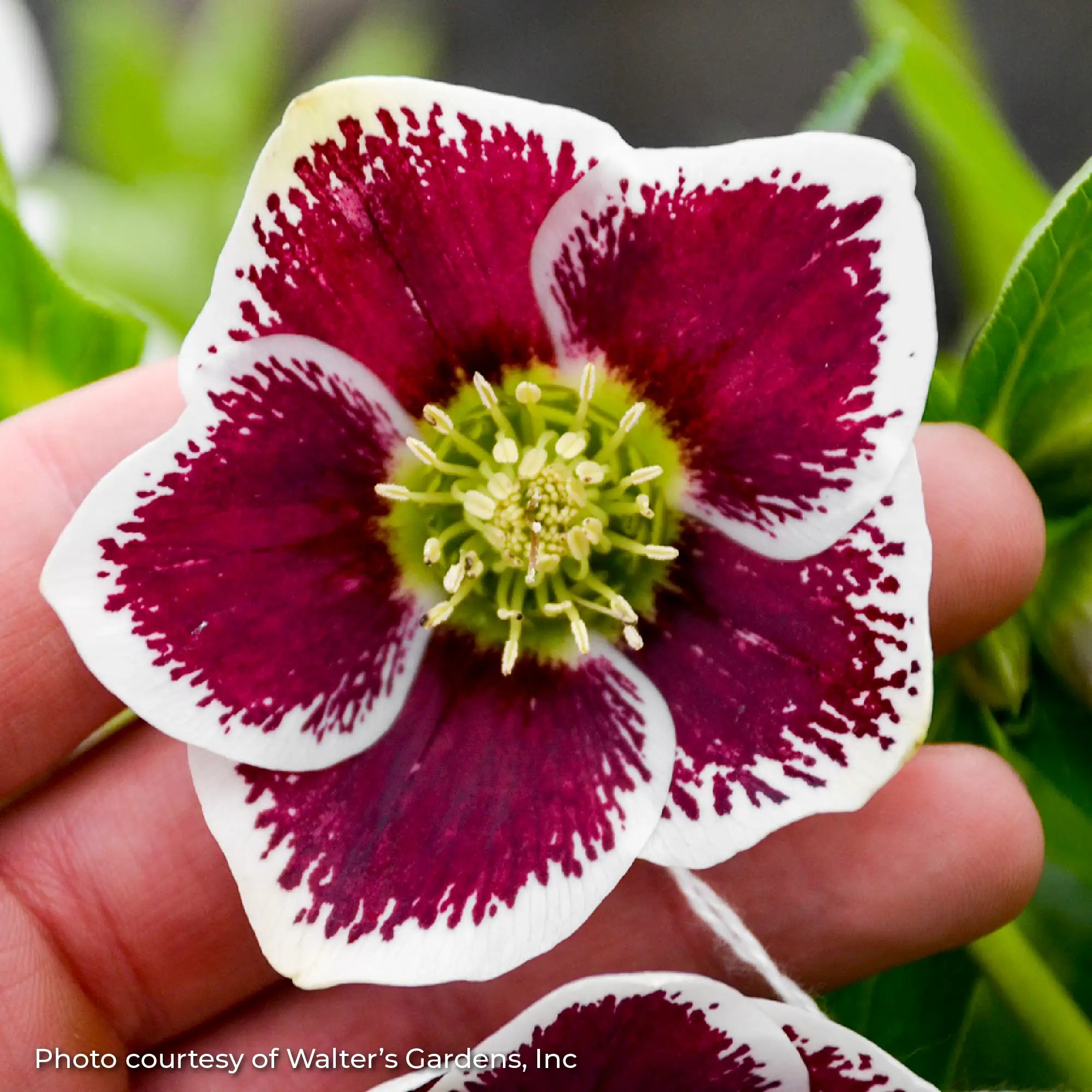 Lenten Rose Honeymoon® 'Romantic Getaway'