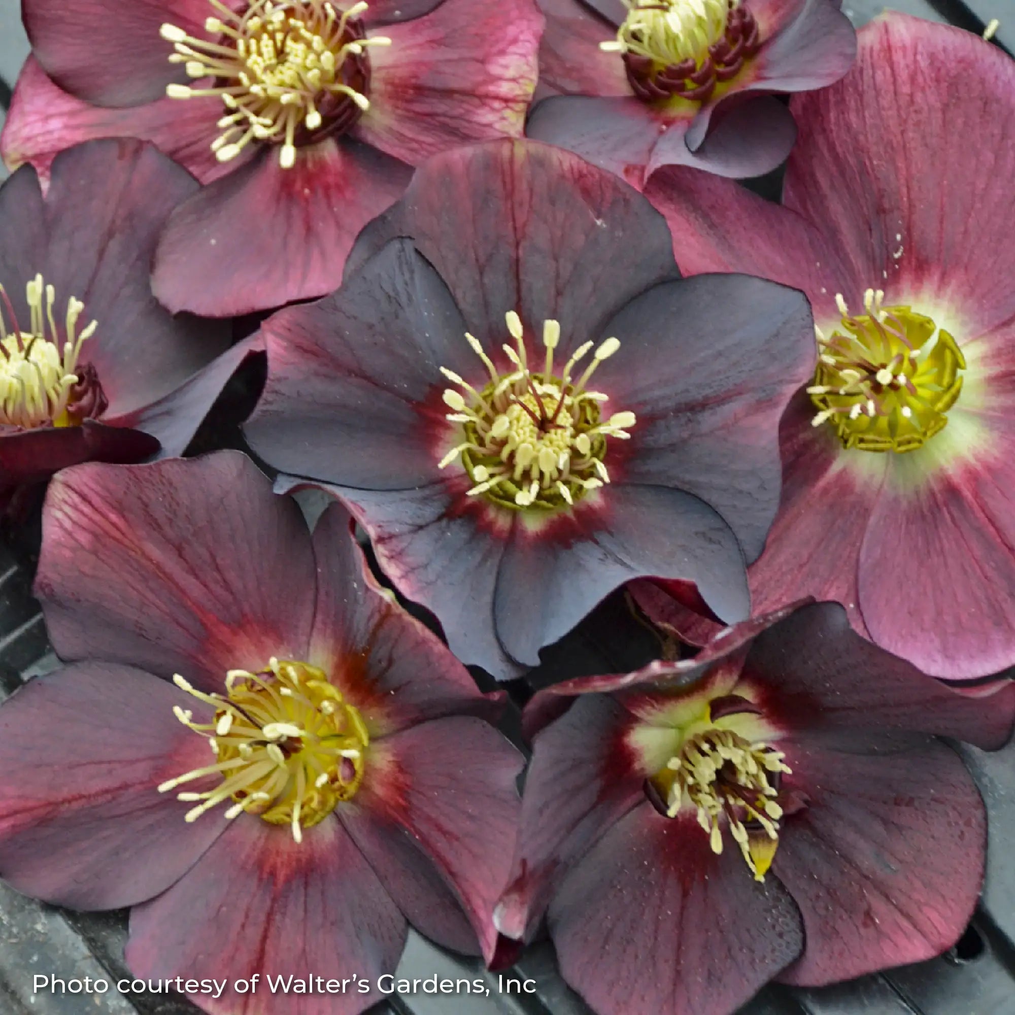 Lenten Rose Honeymoon® 'Rome in Red'