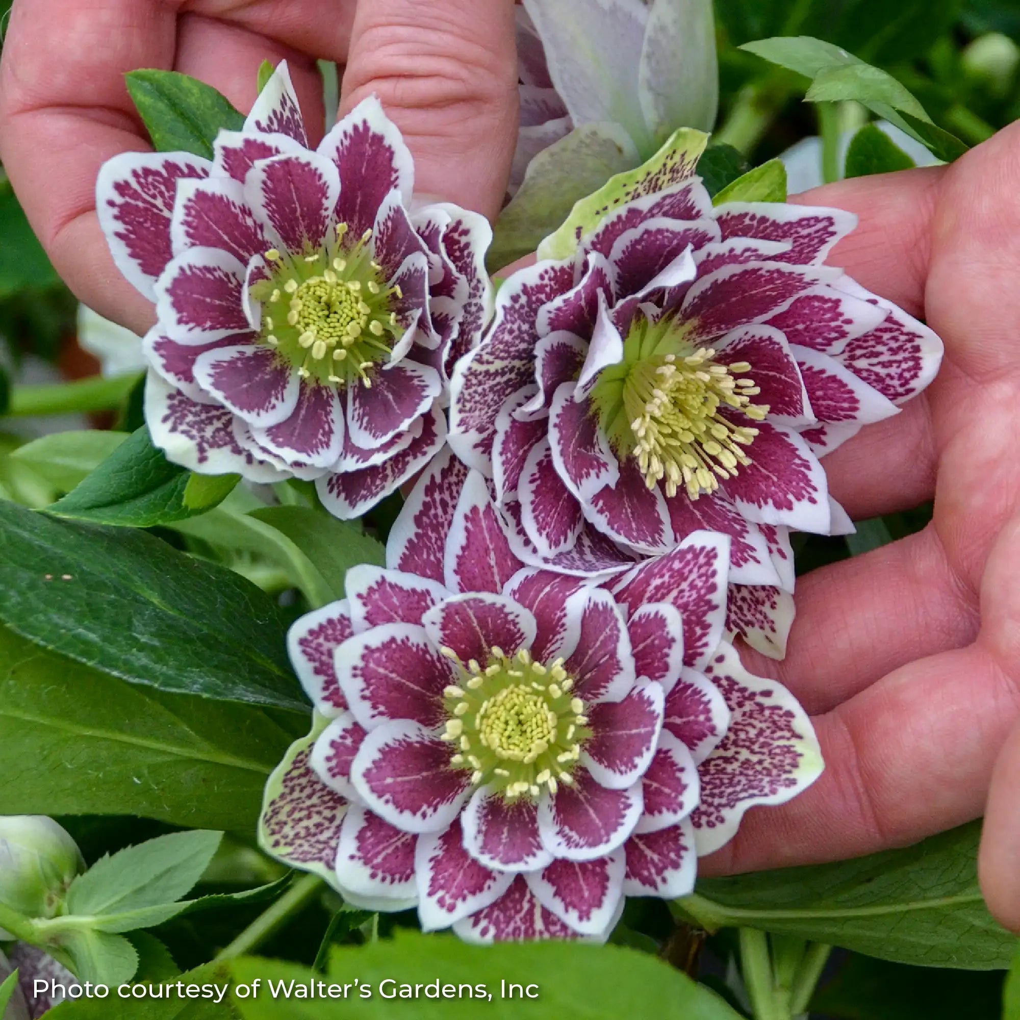 Lenten Rose Wedding Party® 'Shotgun Wedding'