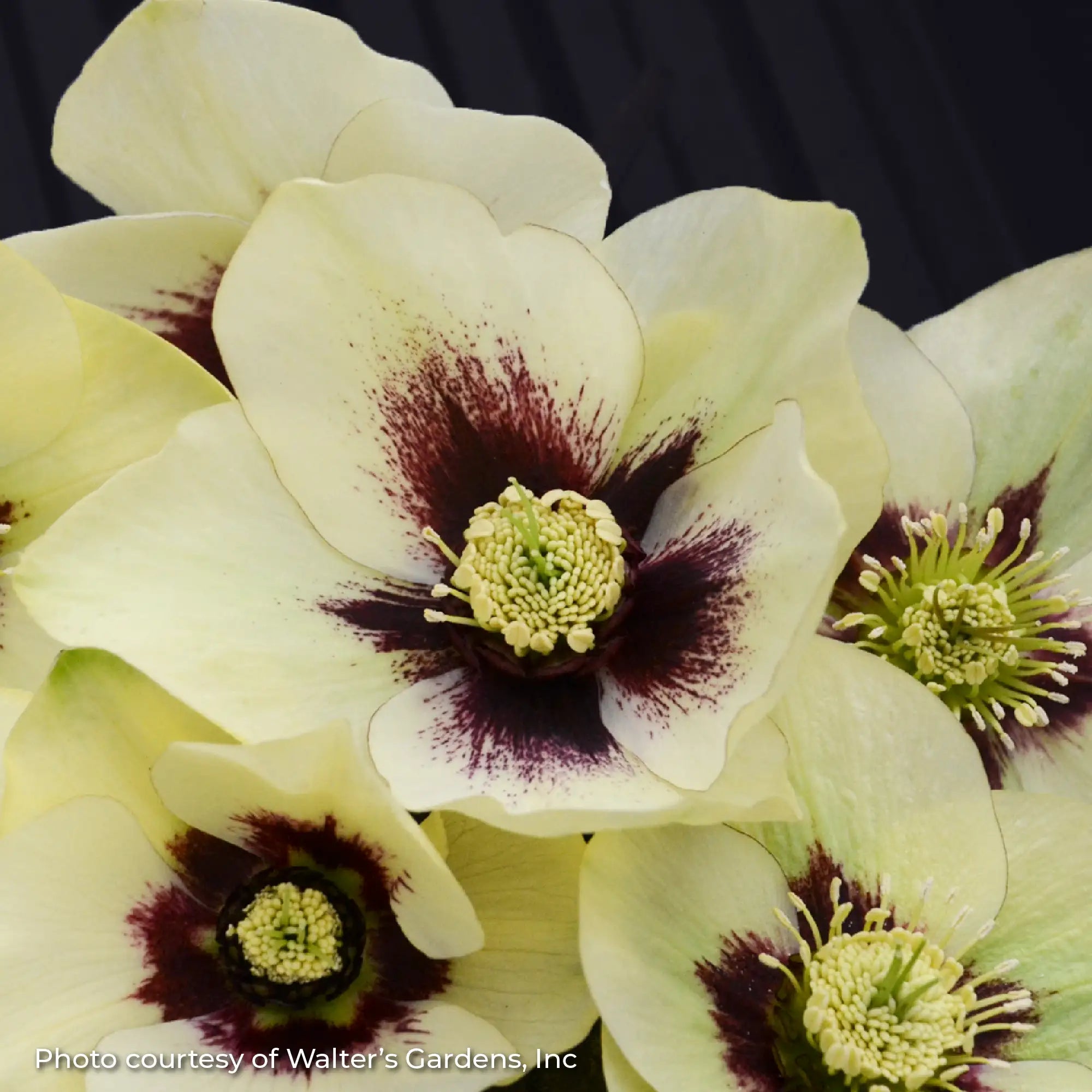 Lenten Rose Honeymoon® 'Spanish Flare'