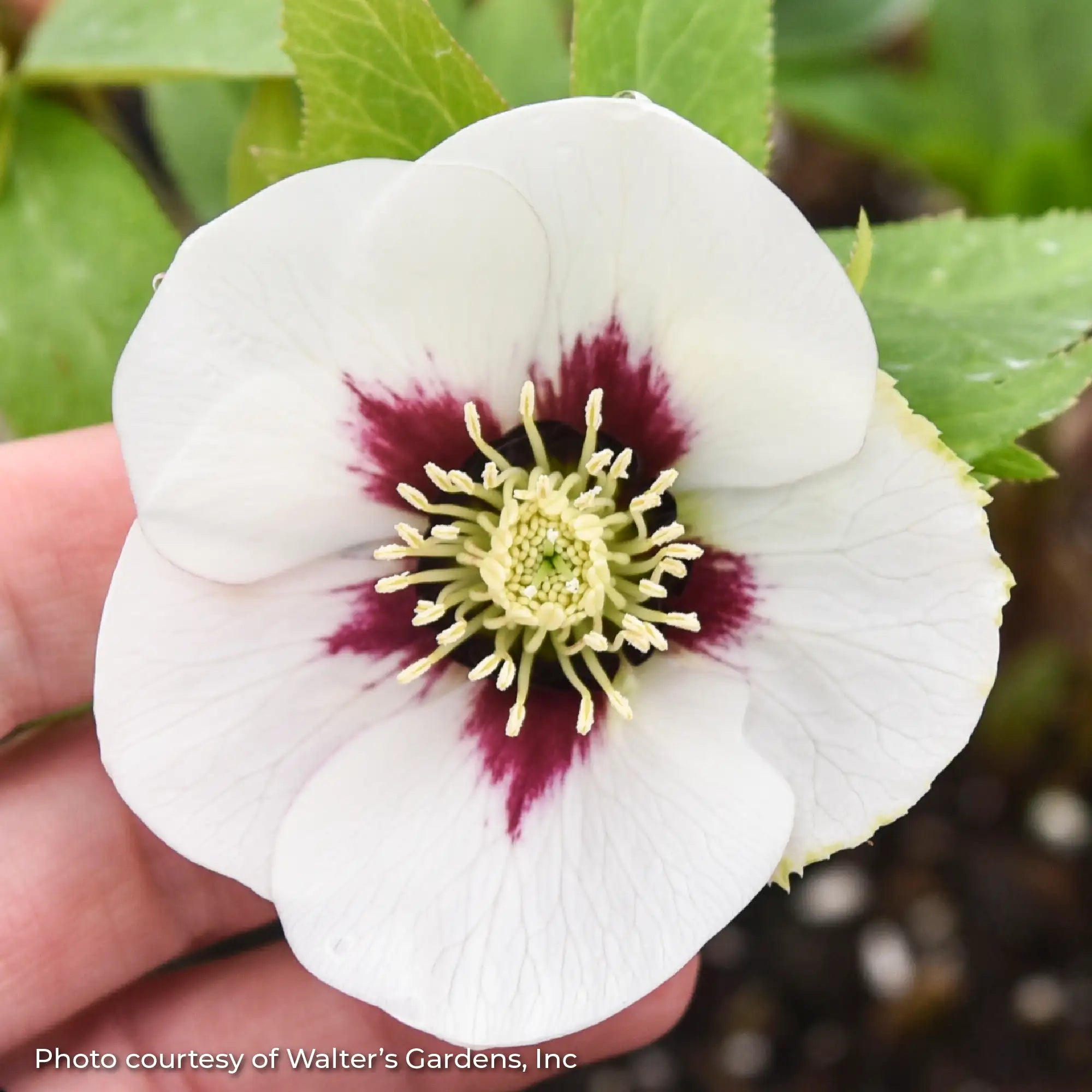 Lenten Rose Honeymoon® 'Swiss Alps'