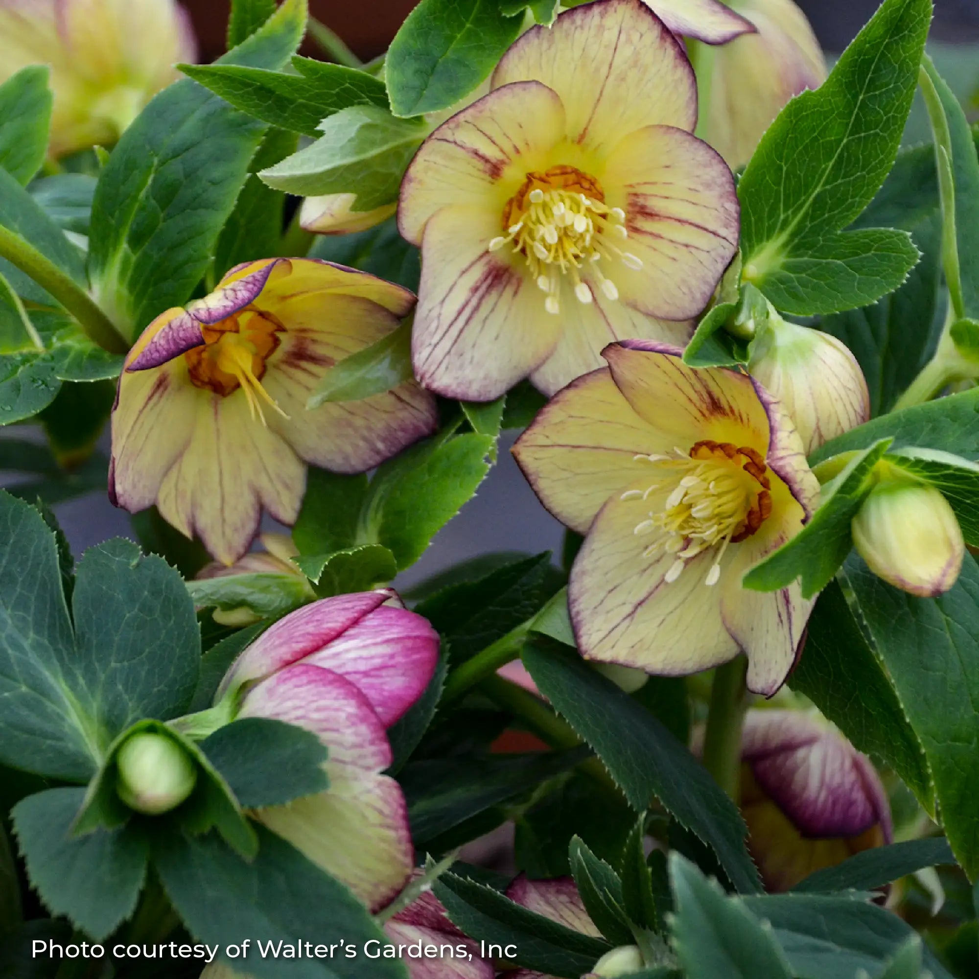 Lenten Rose Honeymoon® 'Tropical Sunset'