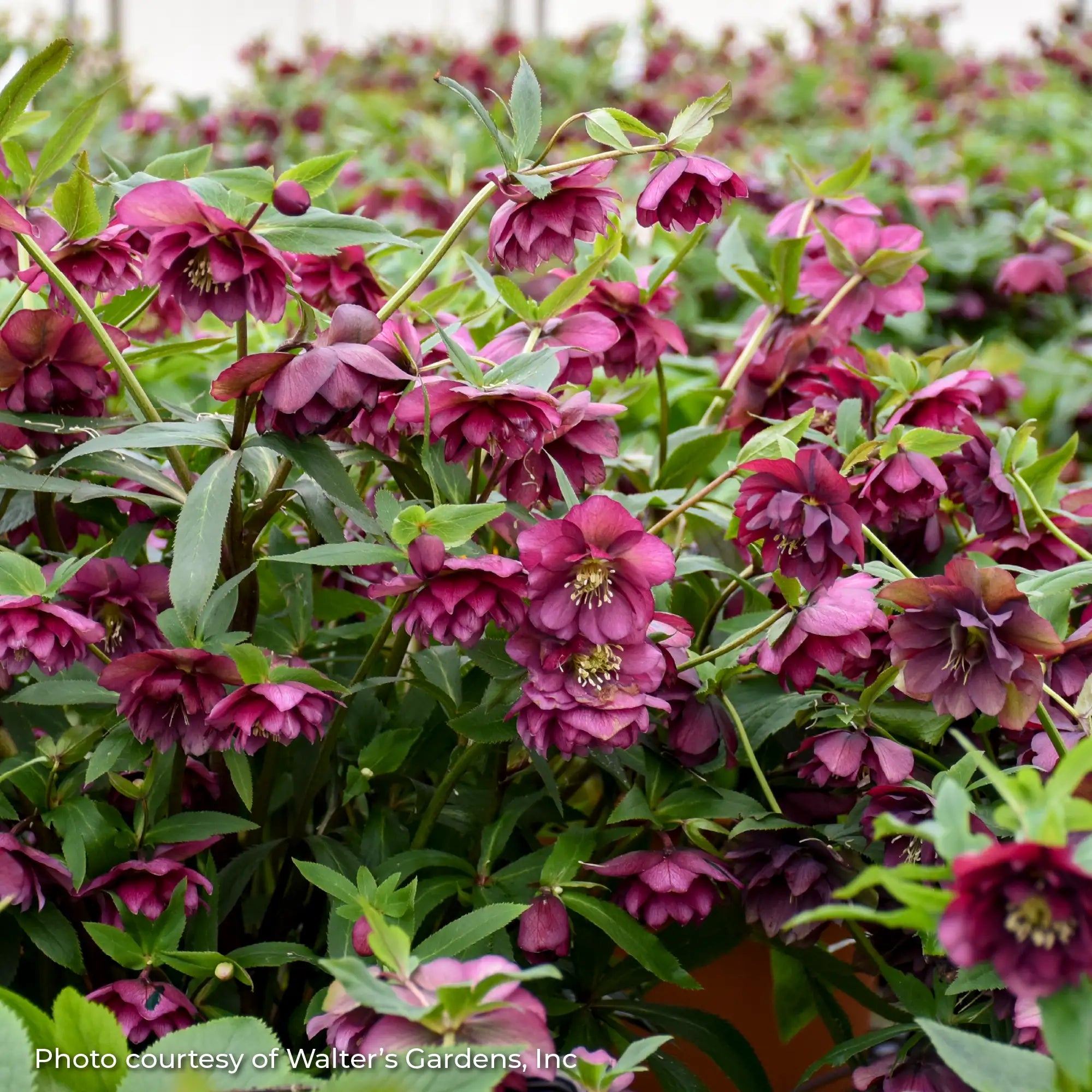 Lenten Rose Wedding Party® 'True Love'