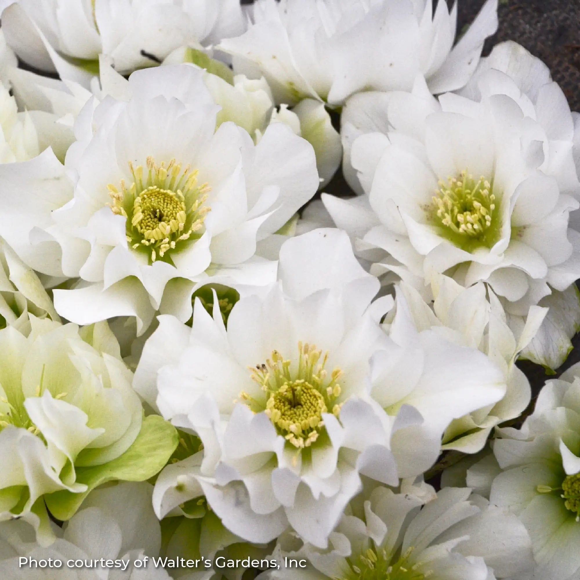 Lenten Rose Wedding Party® 'Wedding Bells'