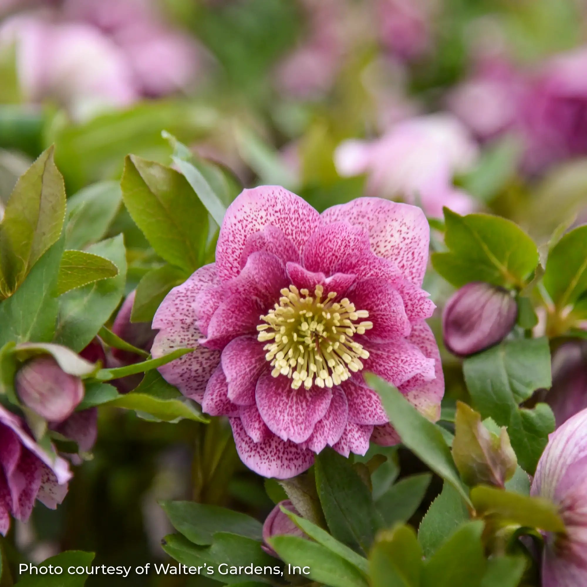 Lenten Rose Wedding Party® 'Wedding Crasher'