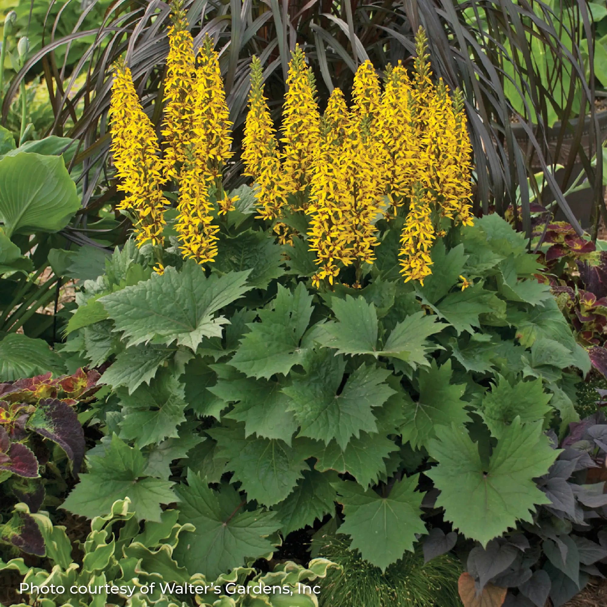 Leopard Plant 'Bottle Rocket'