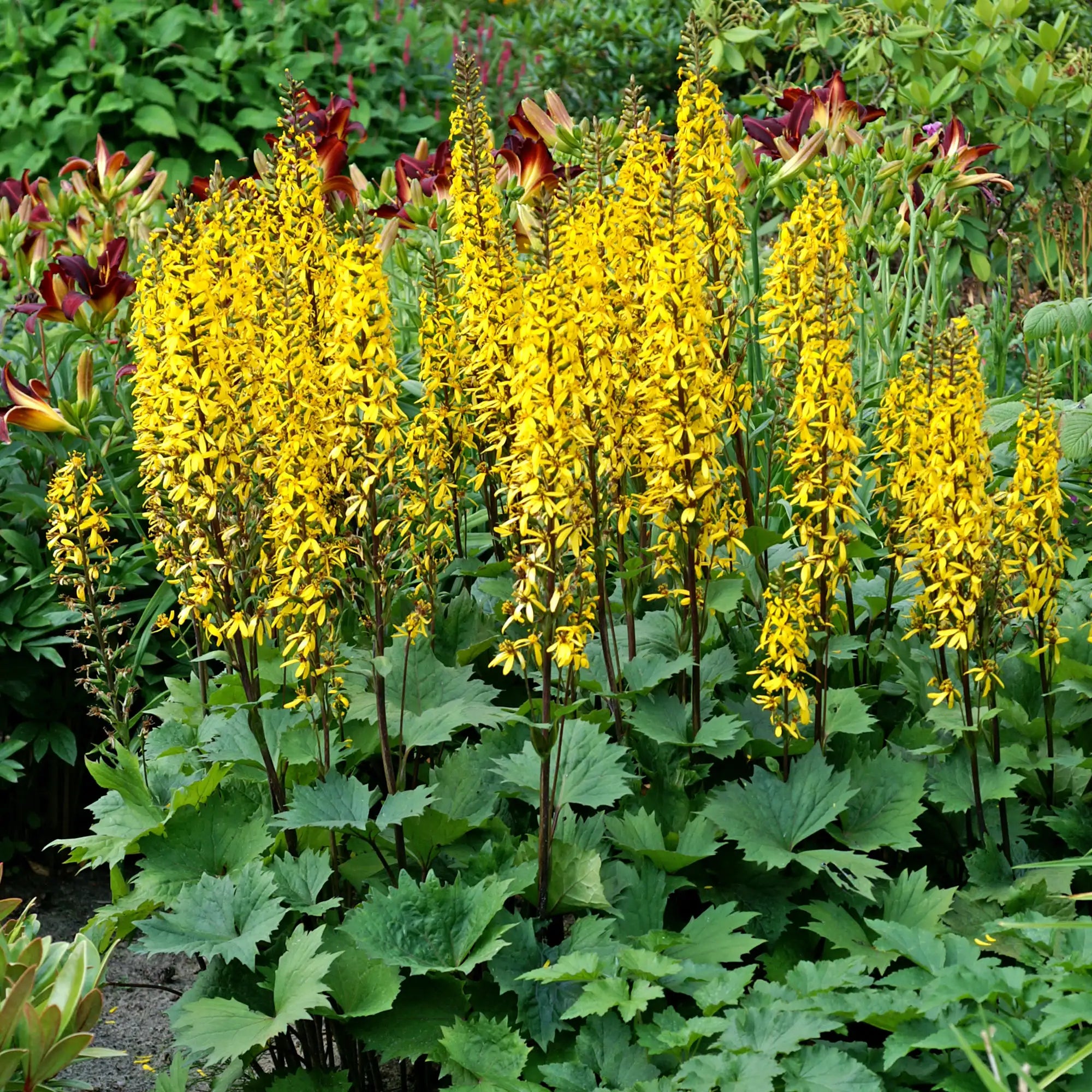 Yellow Leopard Plant in a garden. 
