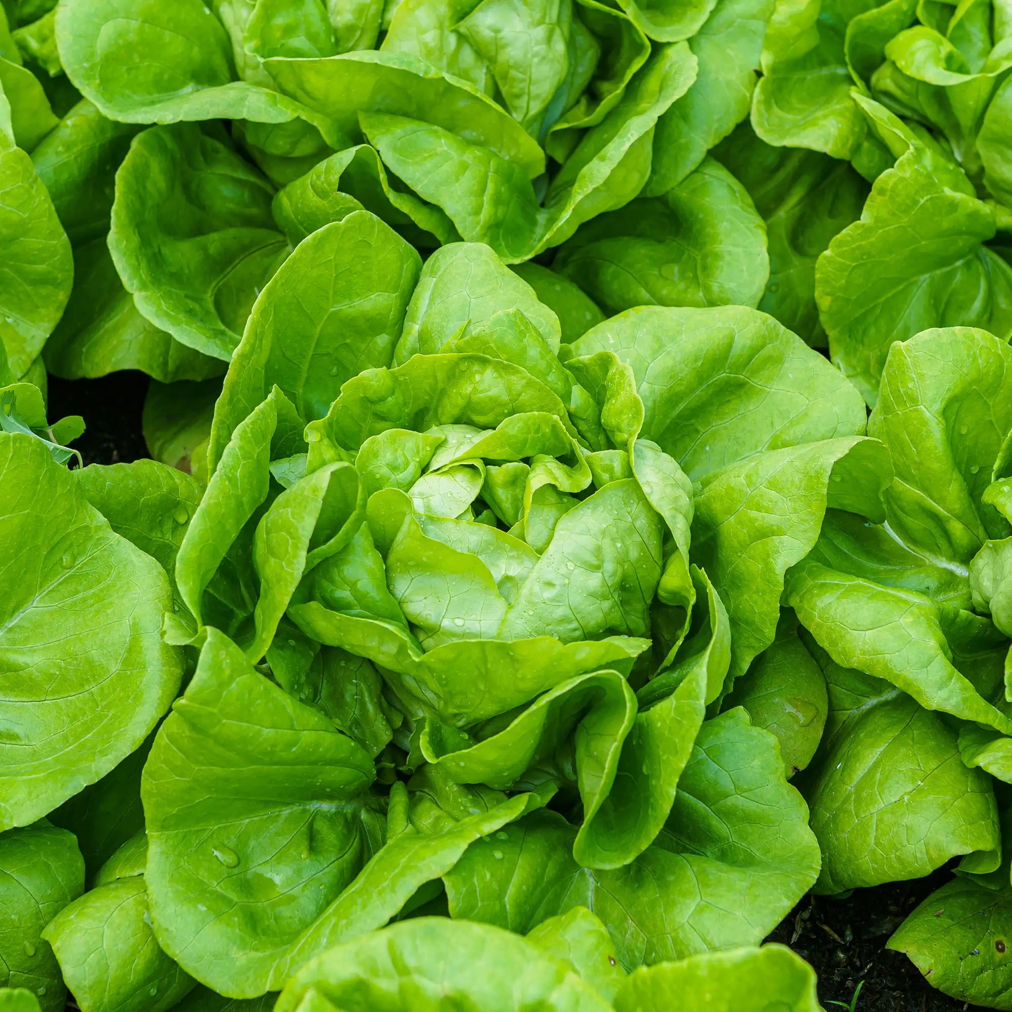 Lettuce Butterhead 'Buttercrunch'
