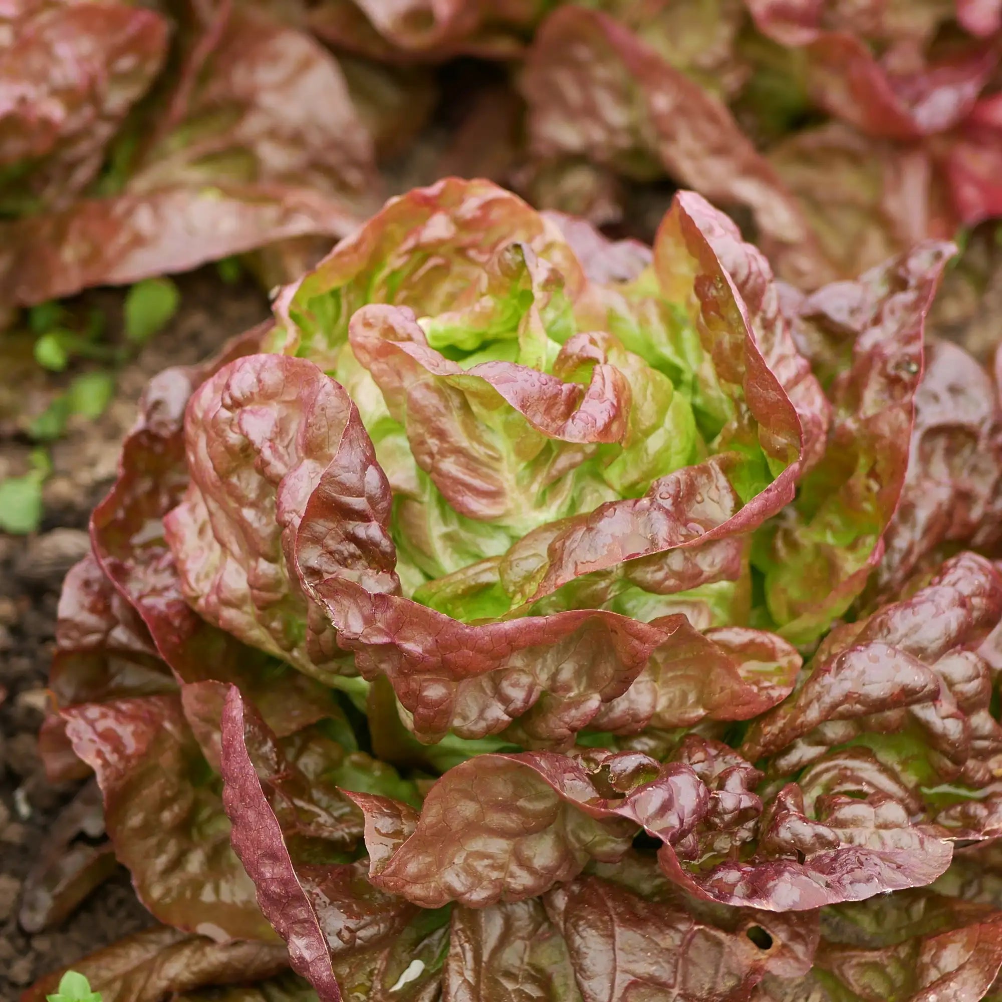 Lettuce Butterhead Red