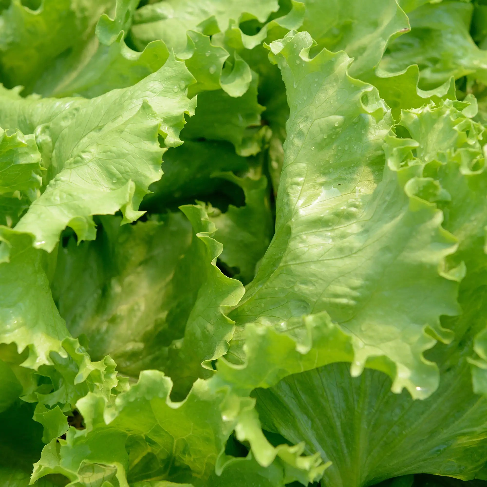 Lettuce Loose-Leaf Green
