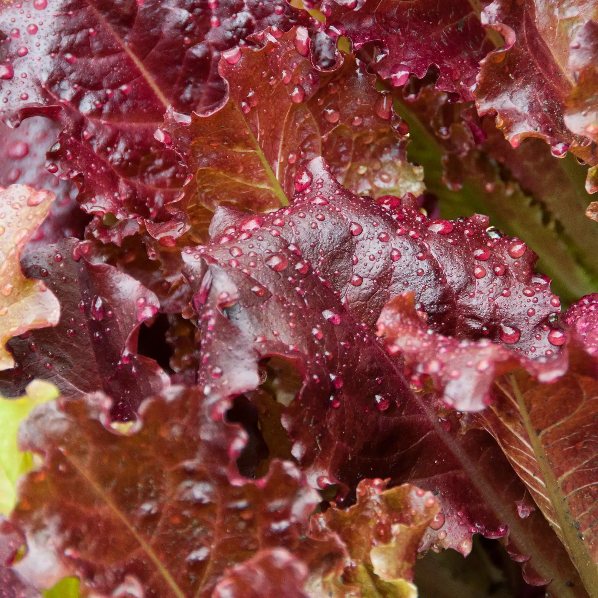 Lettuce Loose-Leaf Red