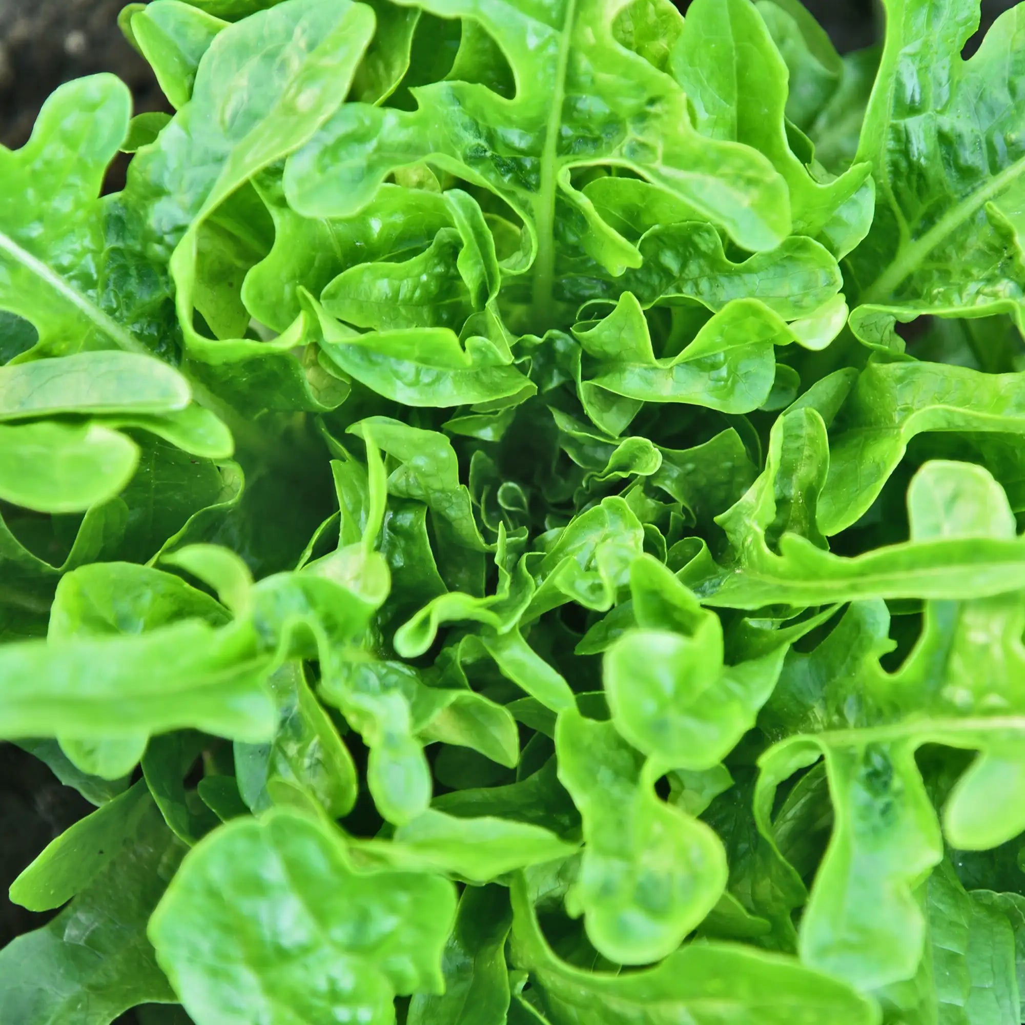 Lettuce Oakleaf Green