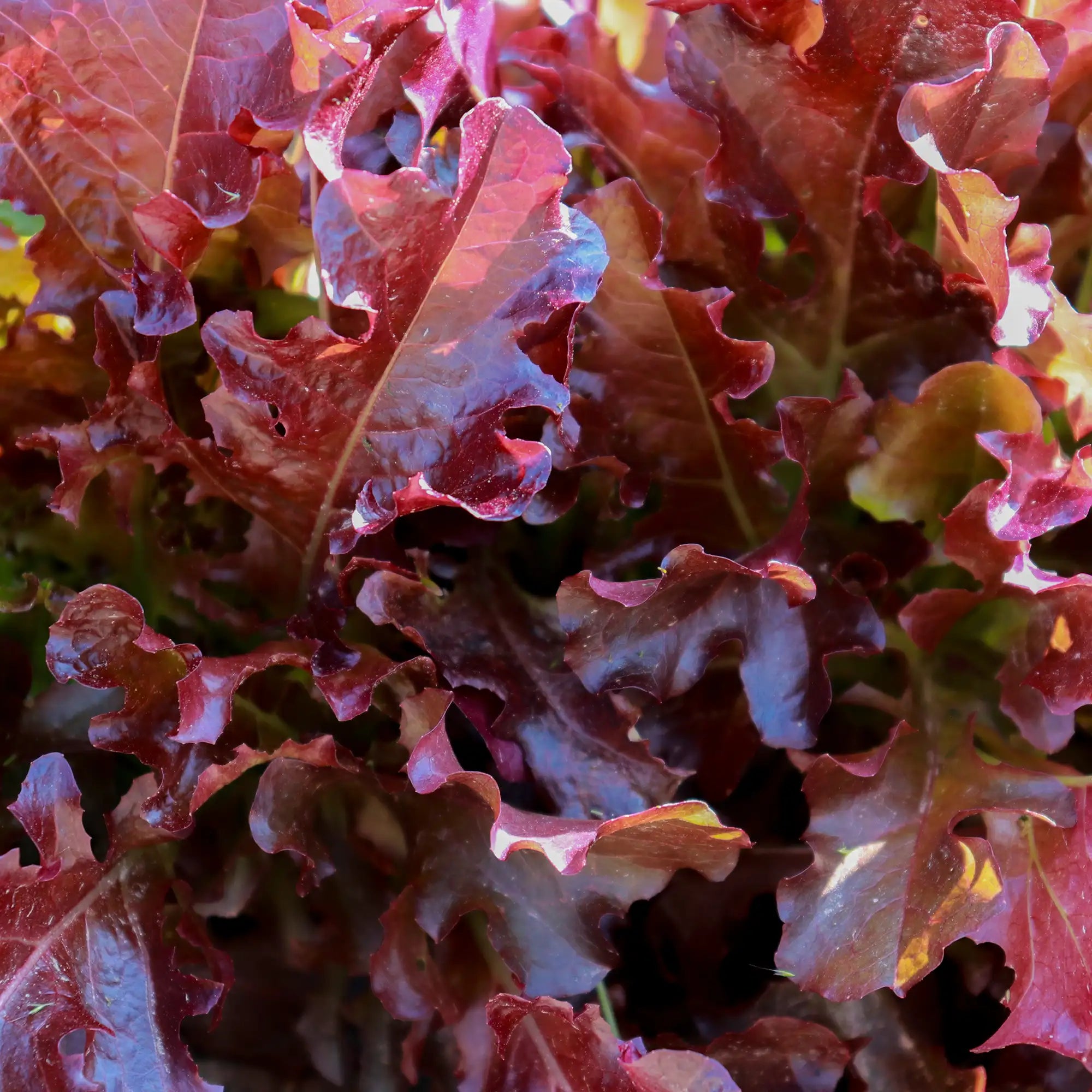 Lettuce Oakleaf Red