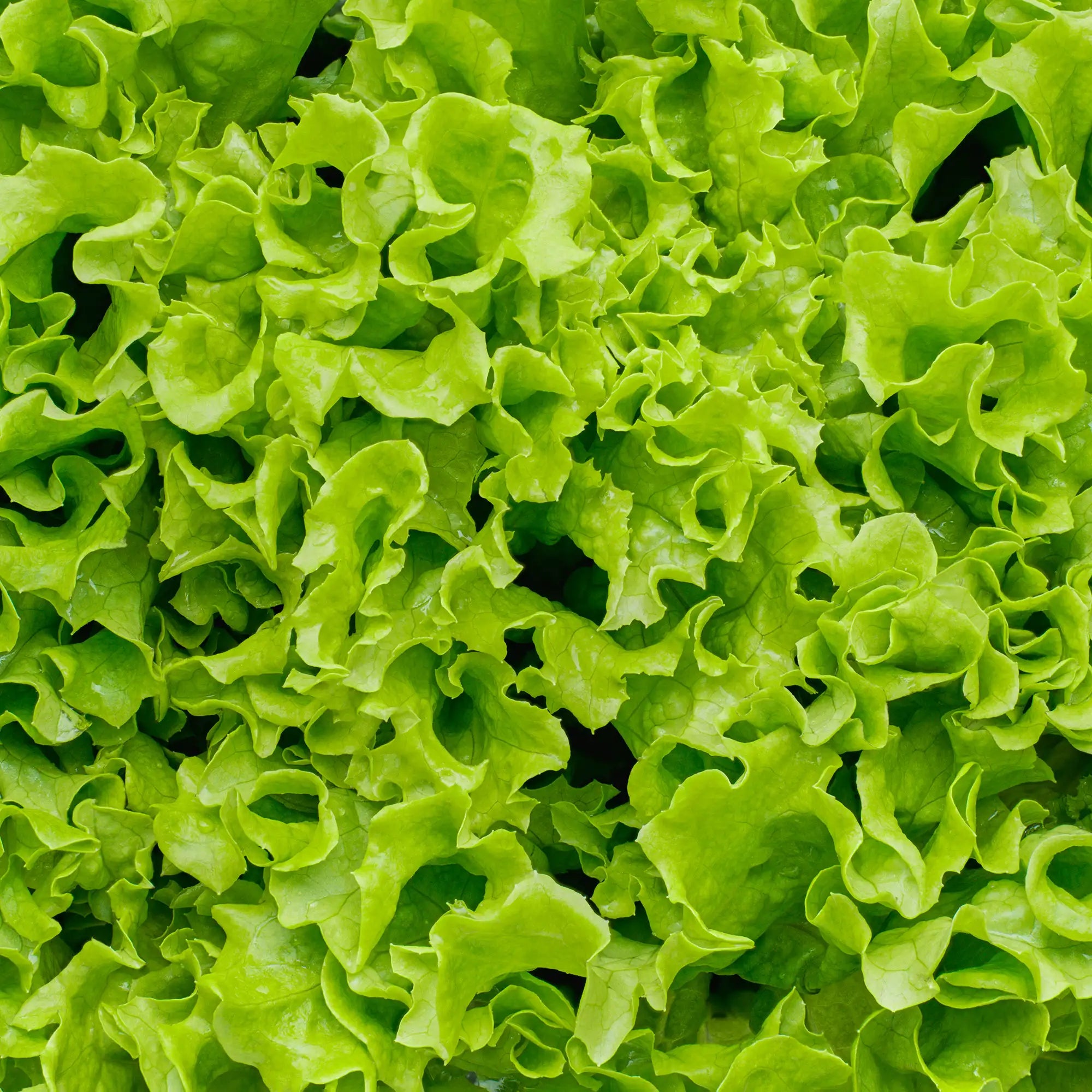 Lettuce Salanova® 'Green Sweet Crisp'