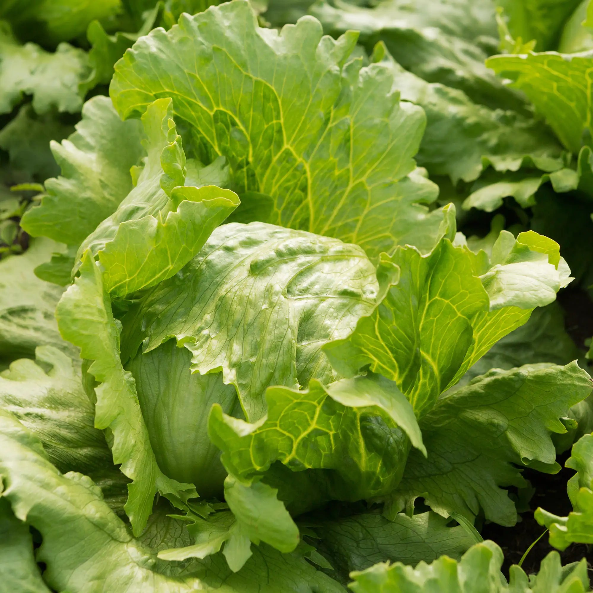 Head of iceberg lettuce in a field