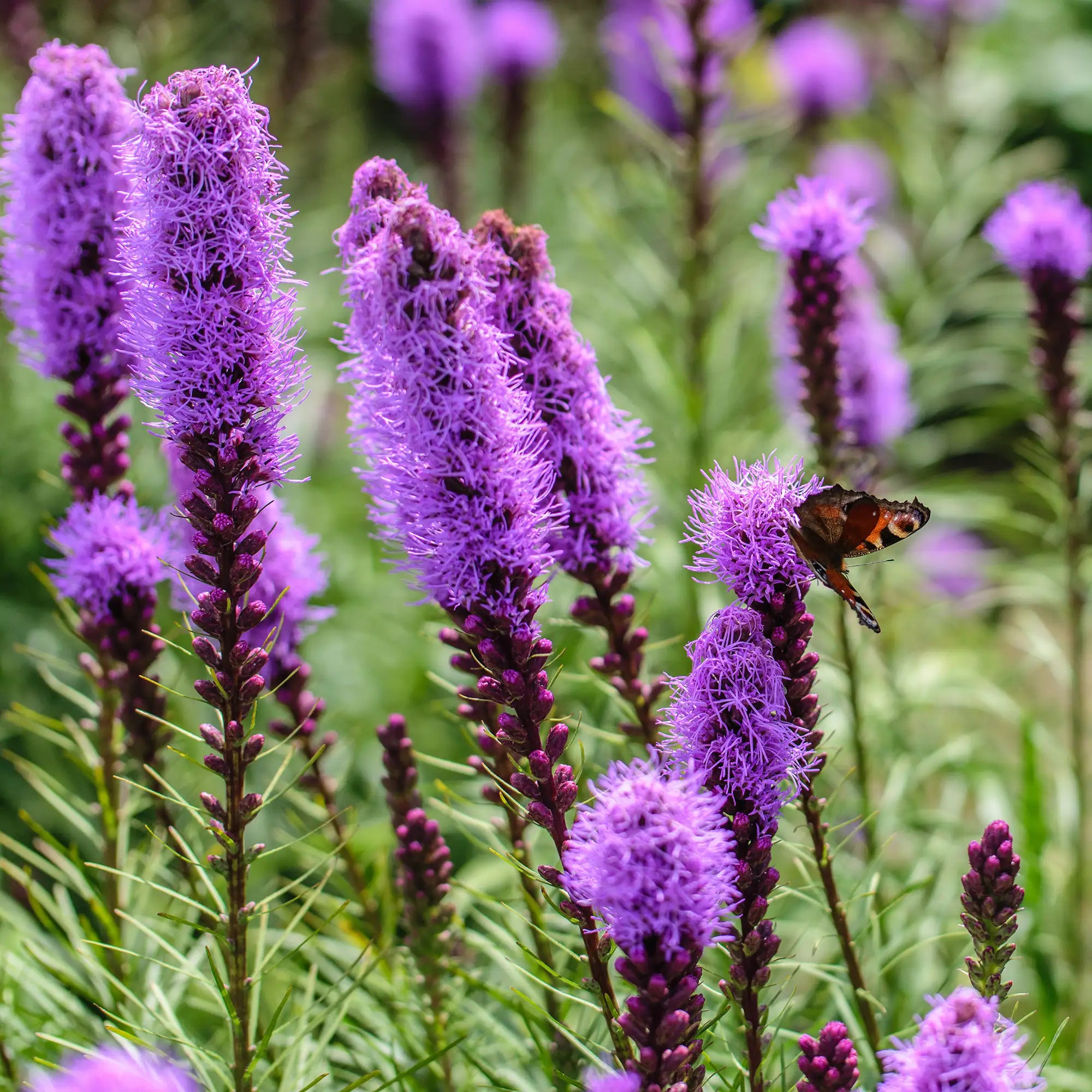Blazing Star Dense