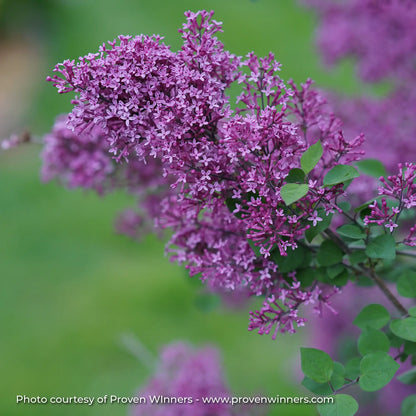 Lilac 'Bloomerang® Dark Purple'
