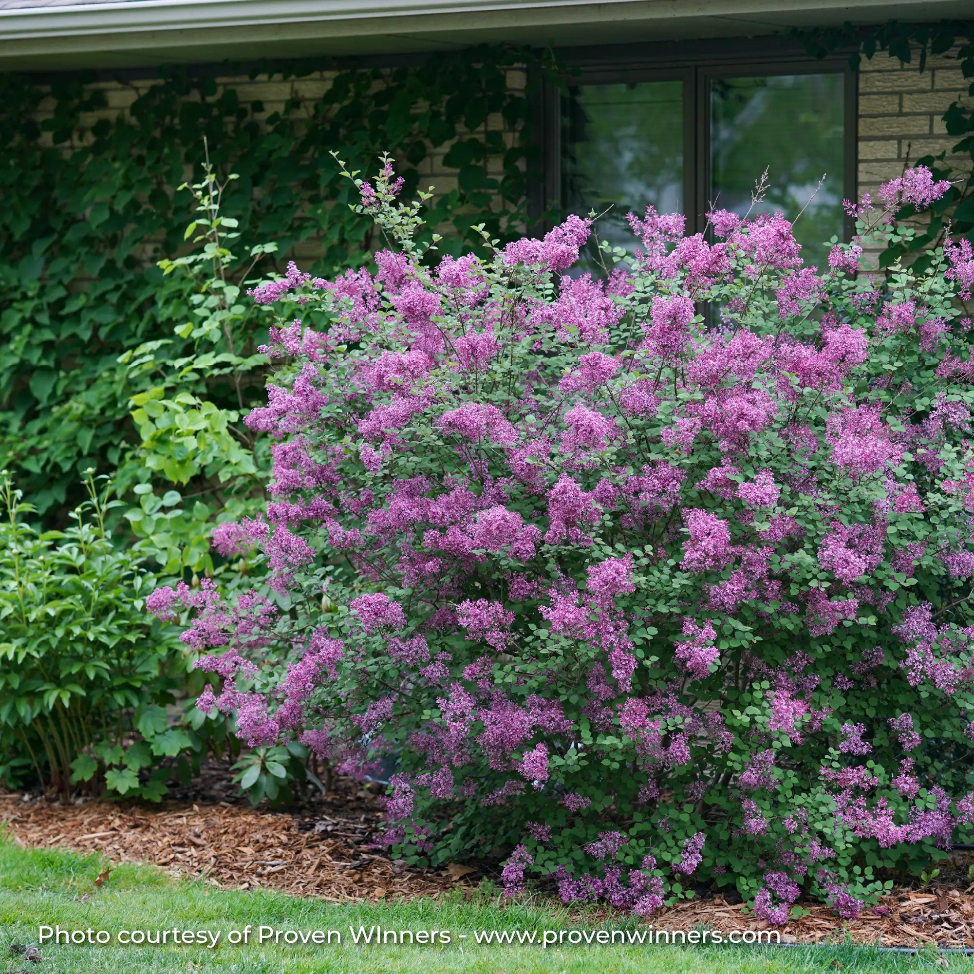 Lilac 'Bloomerang® Dark Purple'