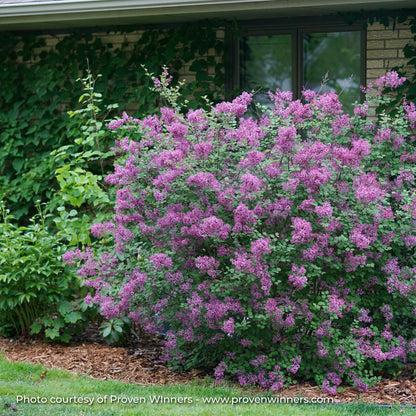 Lilac 'Bloomerang® Dark Purple'