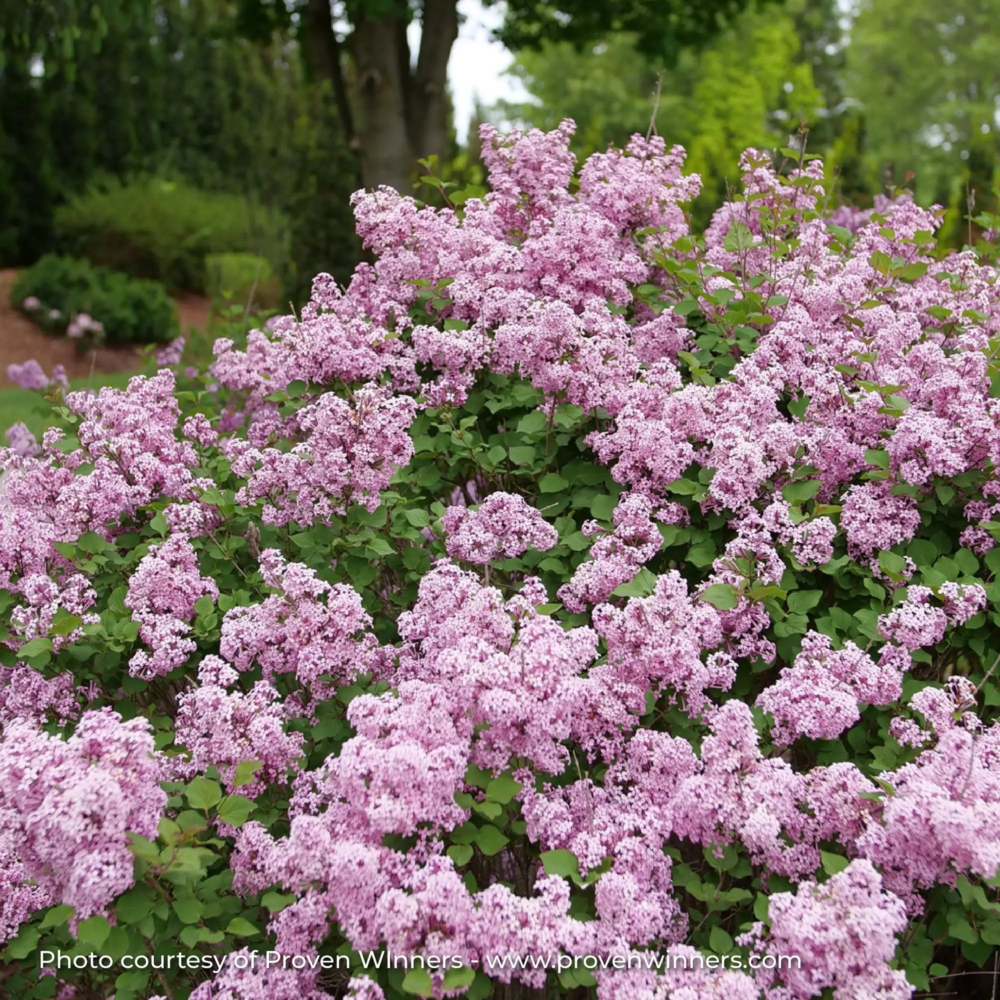 Lilac 'Bloomerang Purpink®'