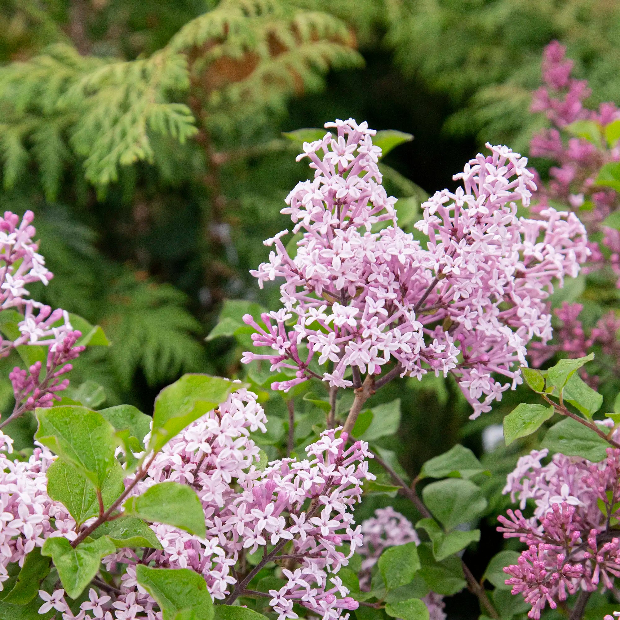 Lilac 'Dwarf Korean'