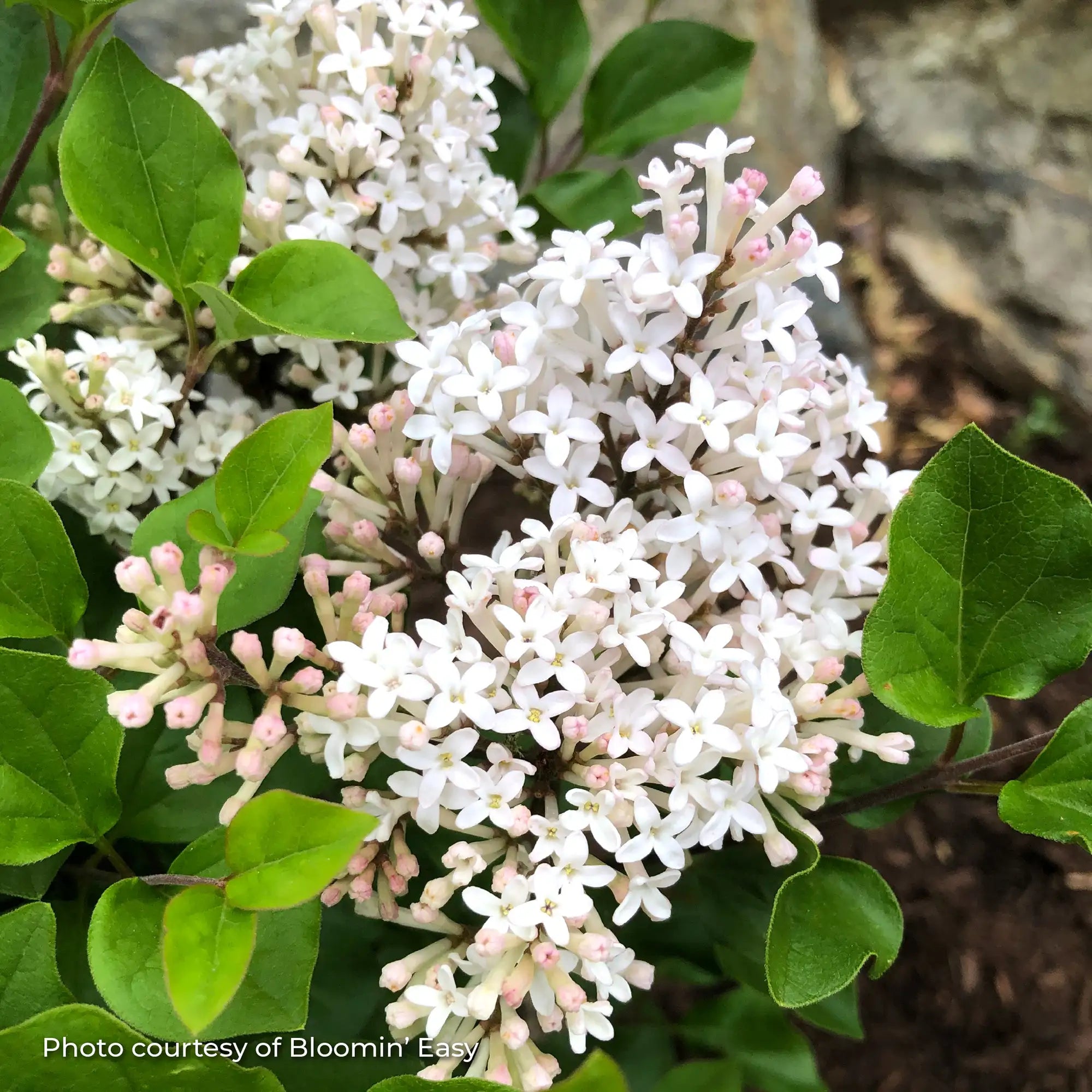 Lilac 'Pearl Potion™'