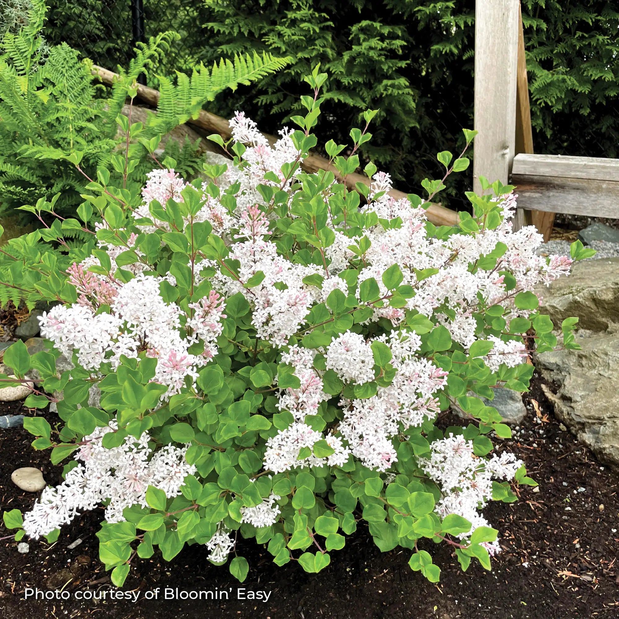 Lilac 'Pearl Potion™'