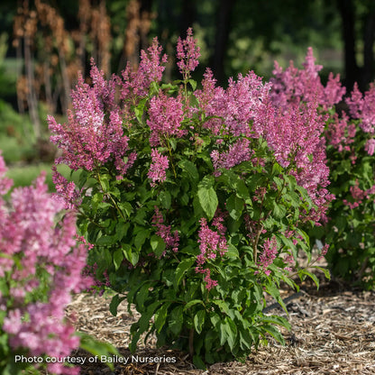 Lilac 'Pinktini™'