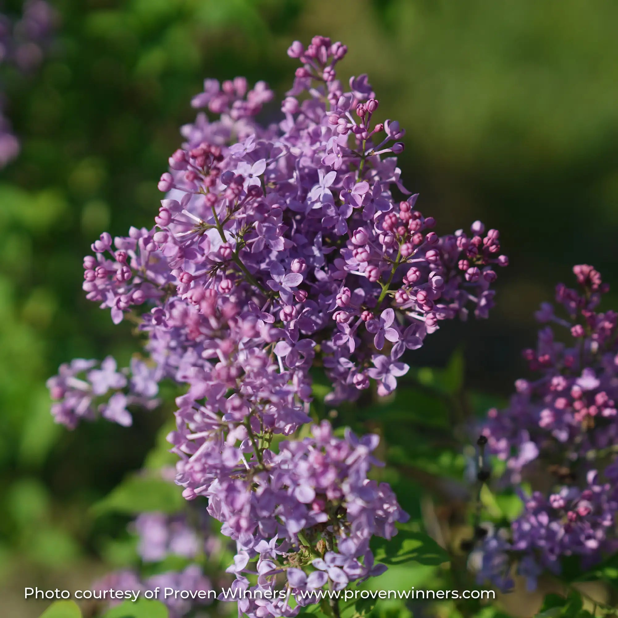 Lilac 'Scentara Pura®'