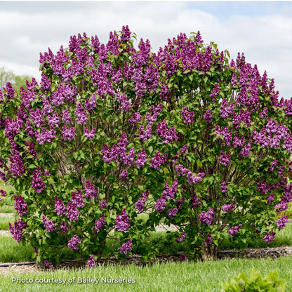 Lilac 'Virtual Violet®'