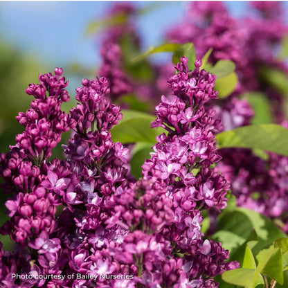 Lilac 'Virtual Violet®'