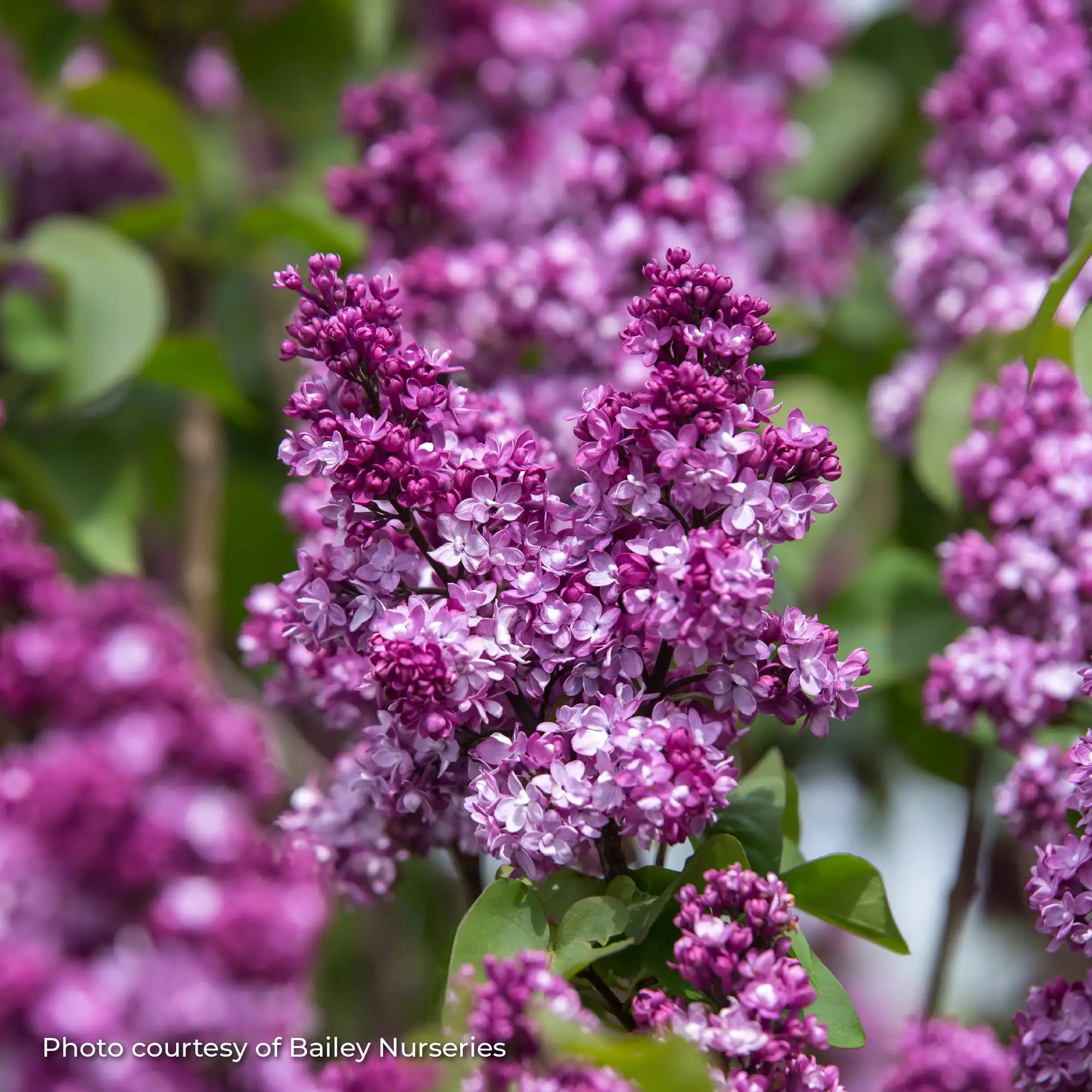 Lilac 'Virtual Violet®'