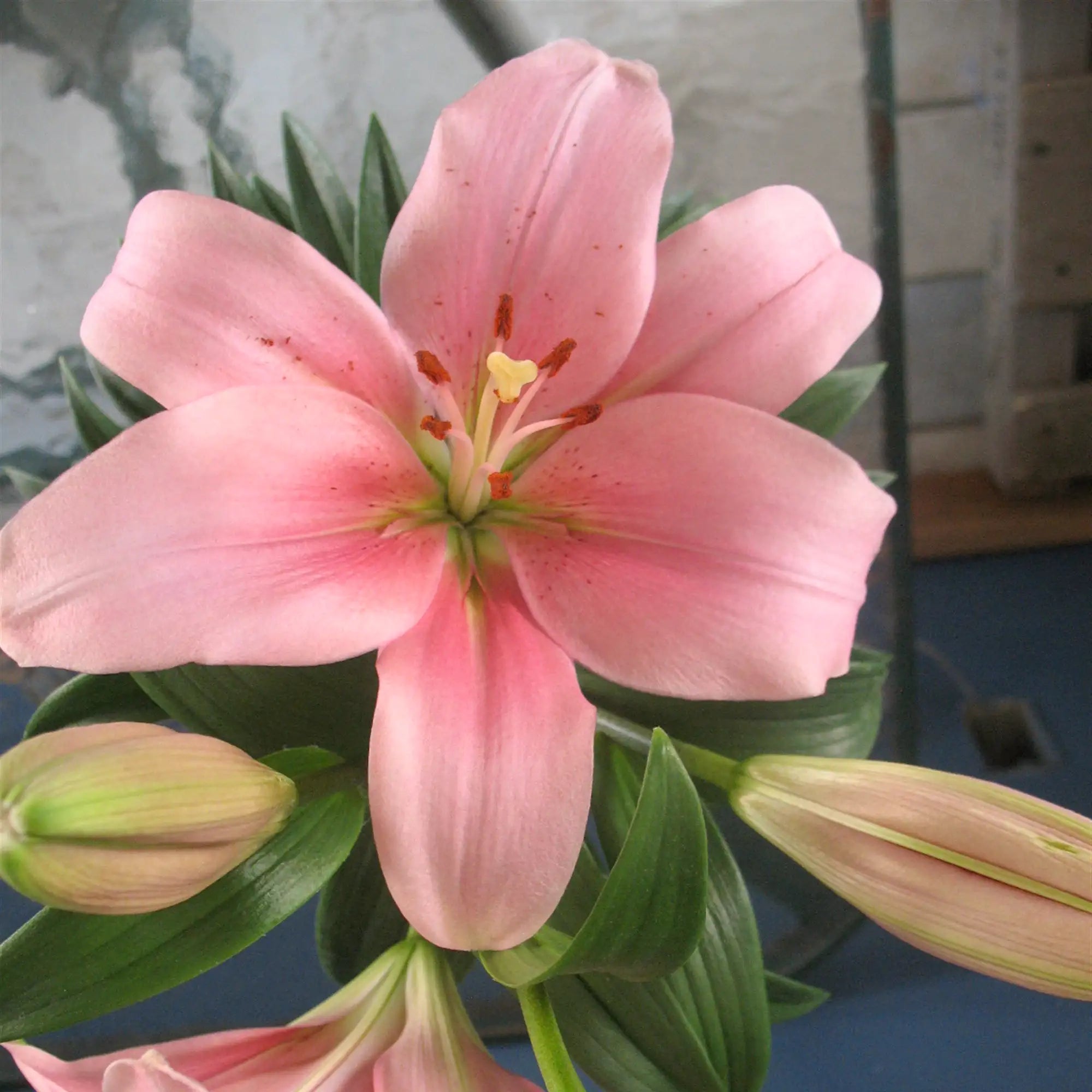 Lily LA Hybrid 'Brindisi'