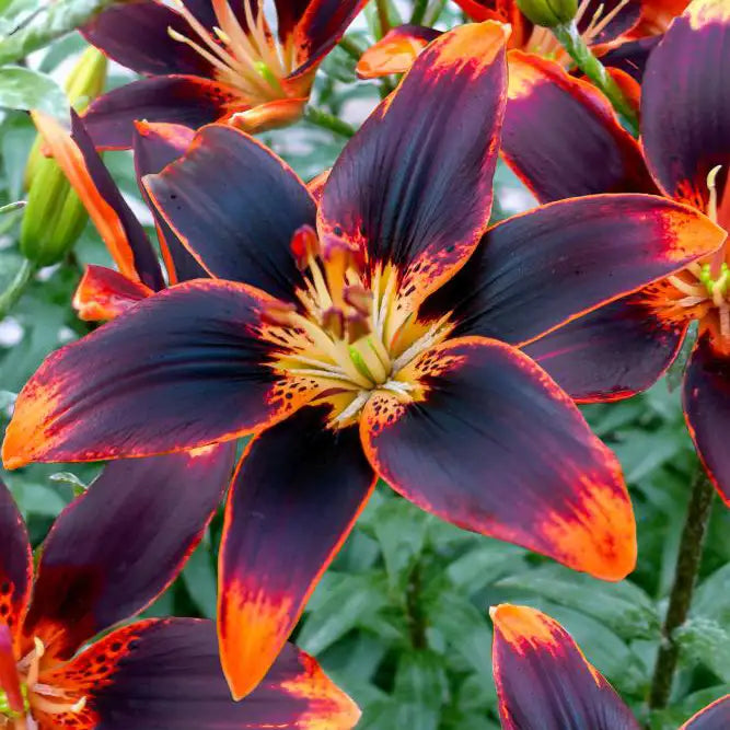 Lily Asiatic Hybrid 'Forever Susan'
