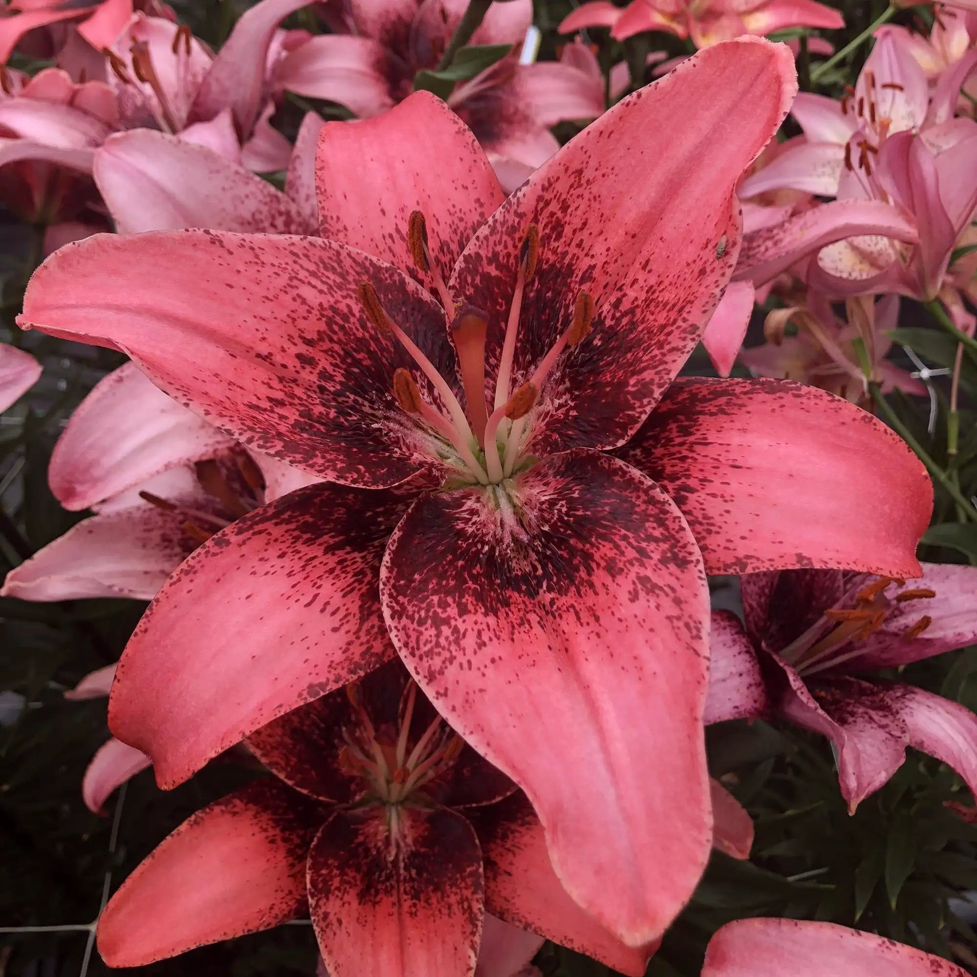 Lily Asiatic Hybrid 'Purple Dream'