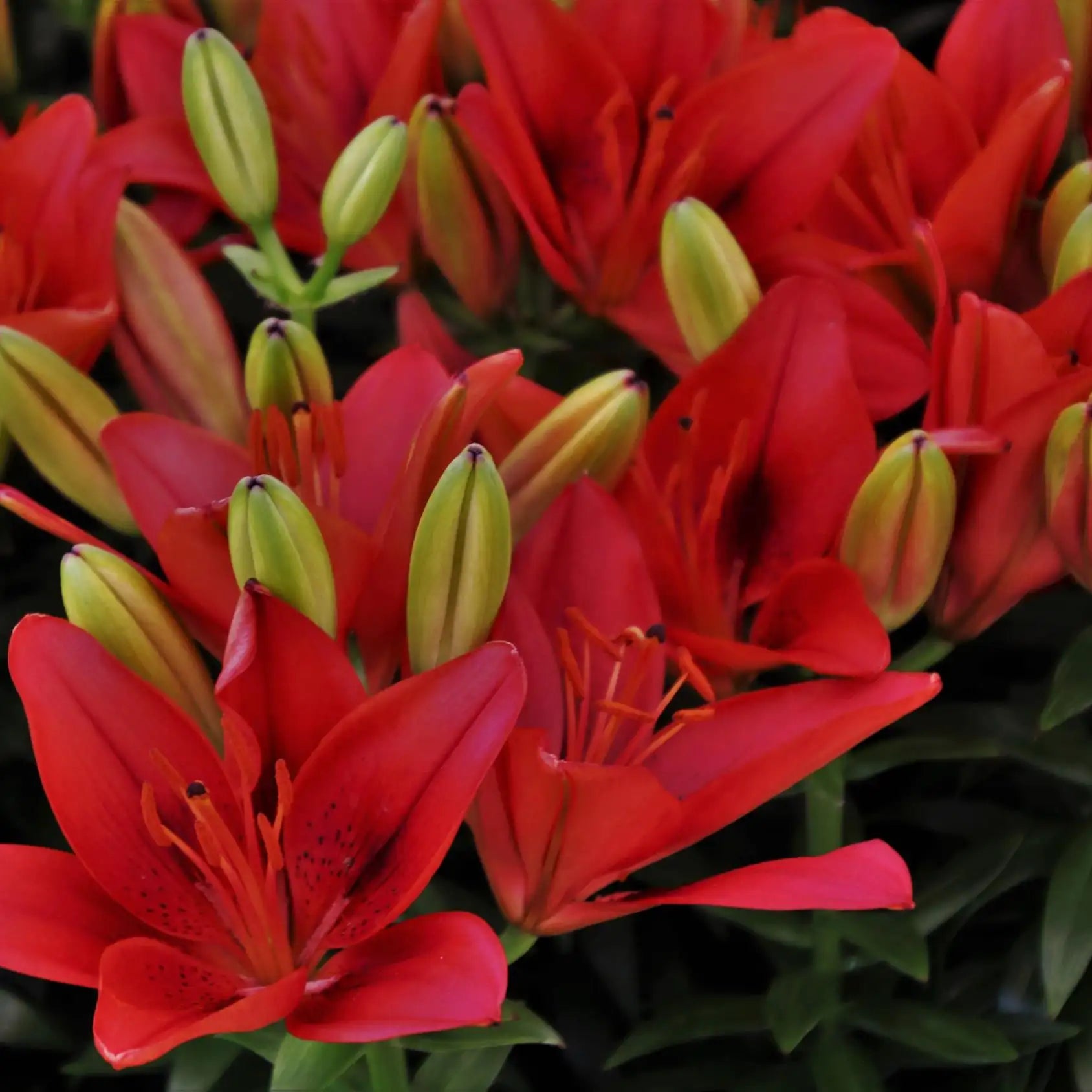 Lily Asiatic Hybrid 'Salinero'